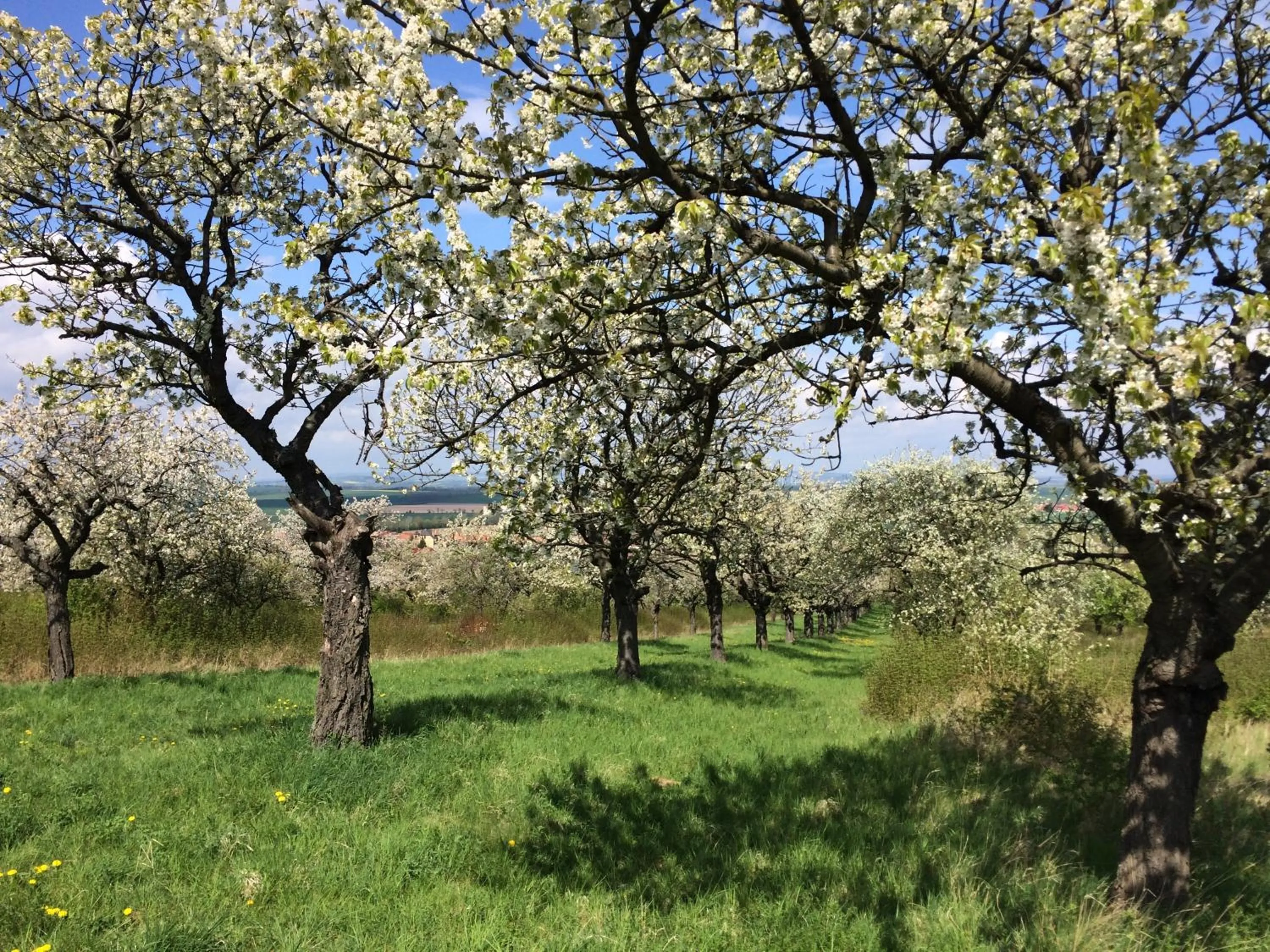 Natural landscape in Villa Bianca am Huy