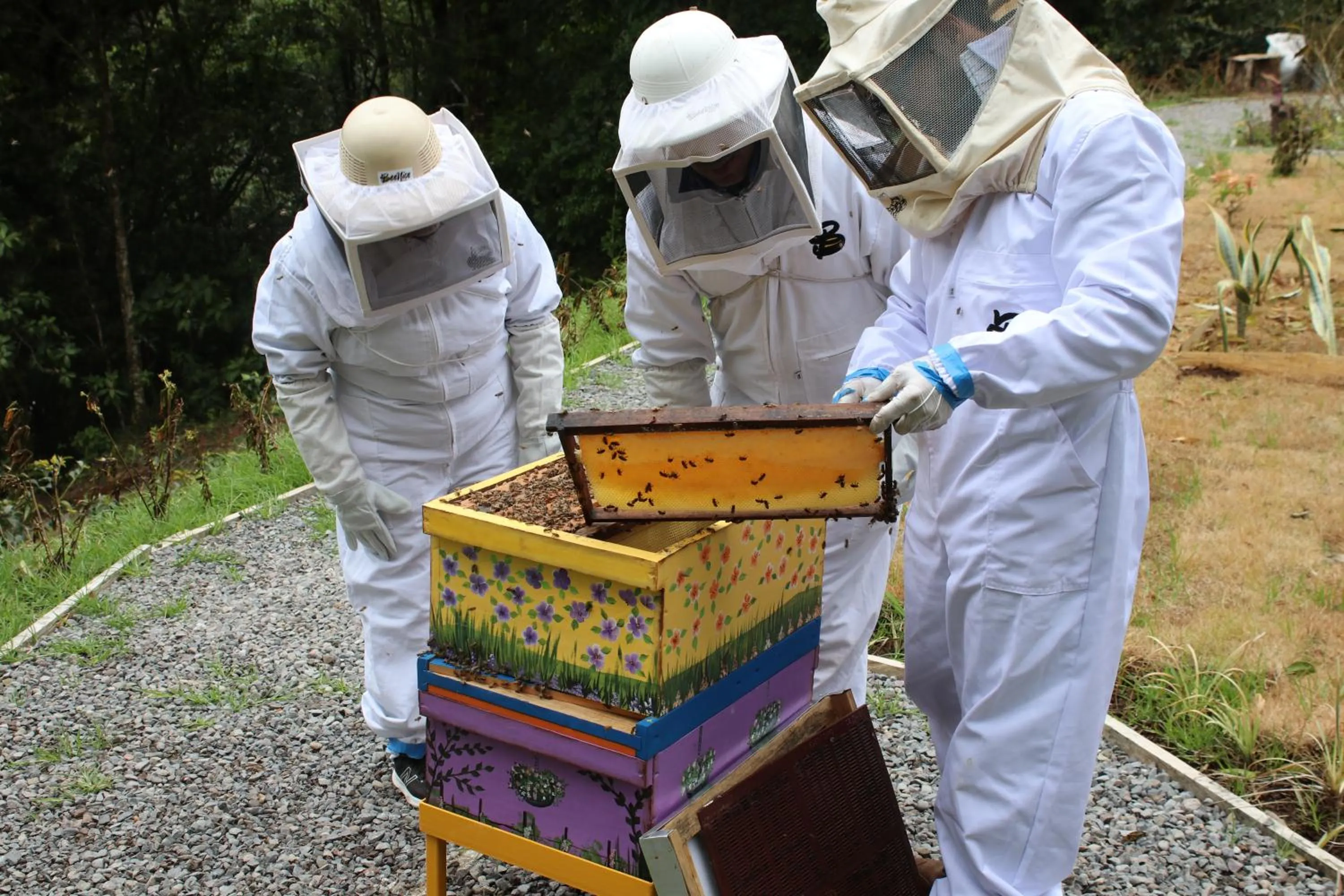 Activities in TREE TREK BOQUETE Adventure Park