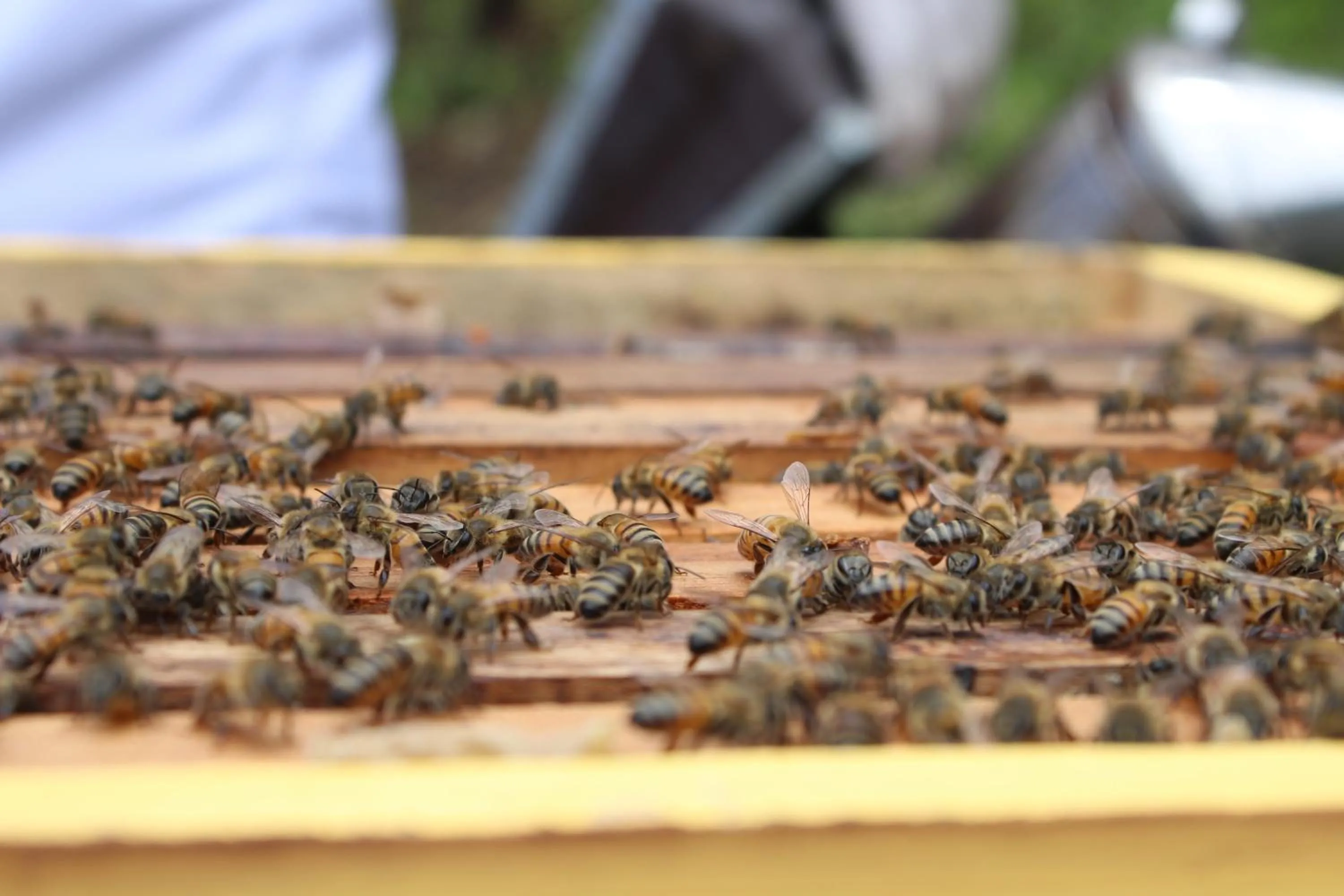 Activities in TREE TREK BOQUETE Adventure Park