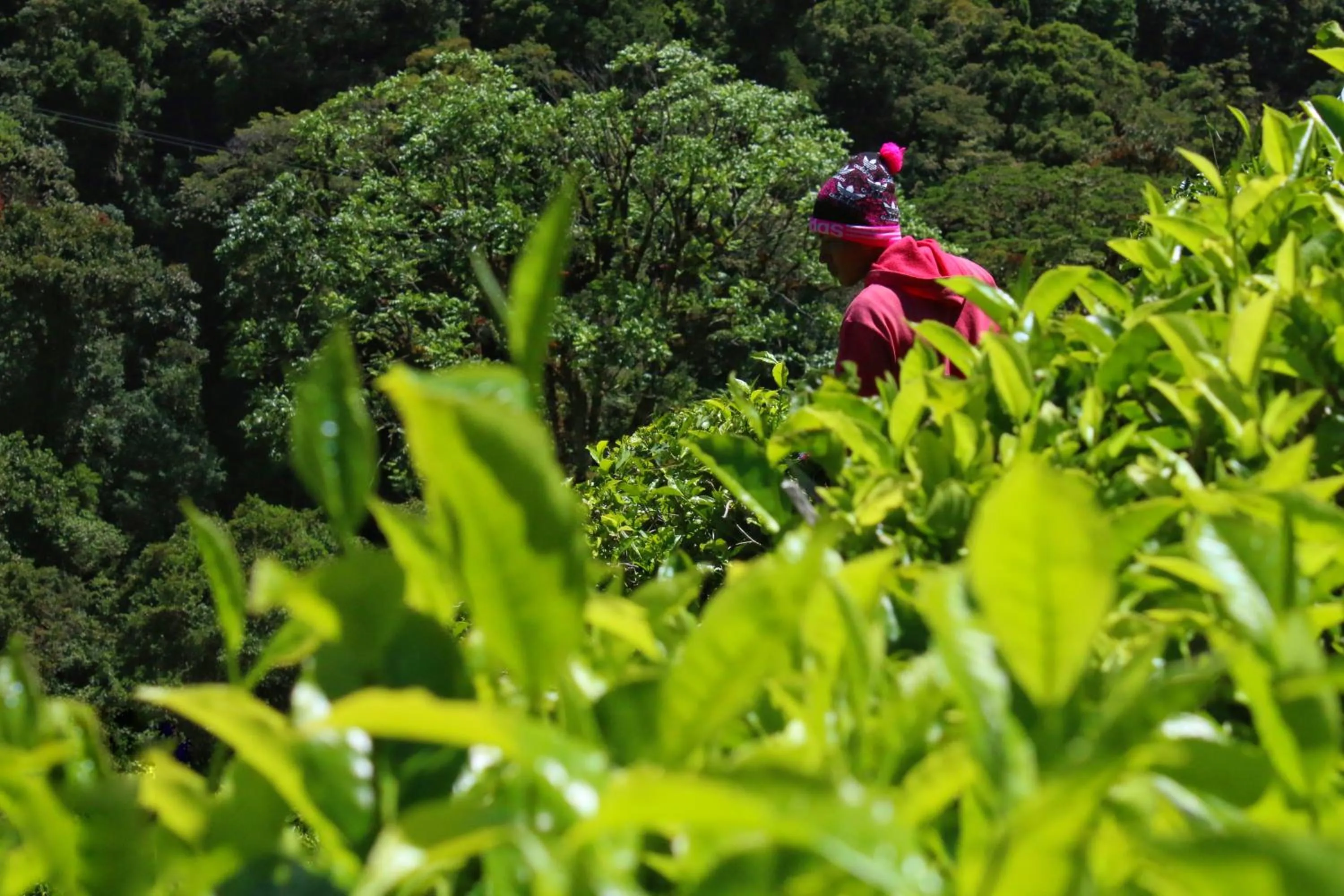 Garden in TREE TREK BOQUETE Adventure Park