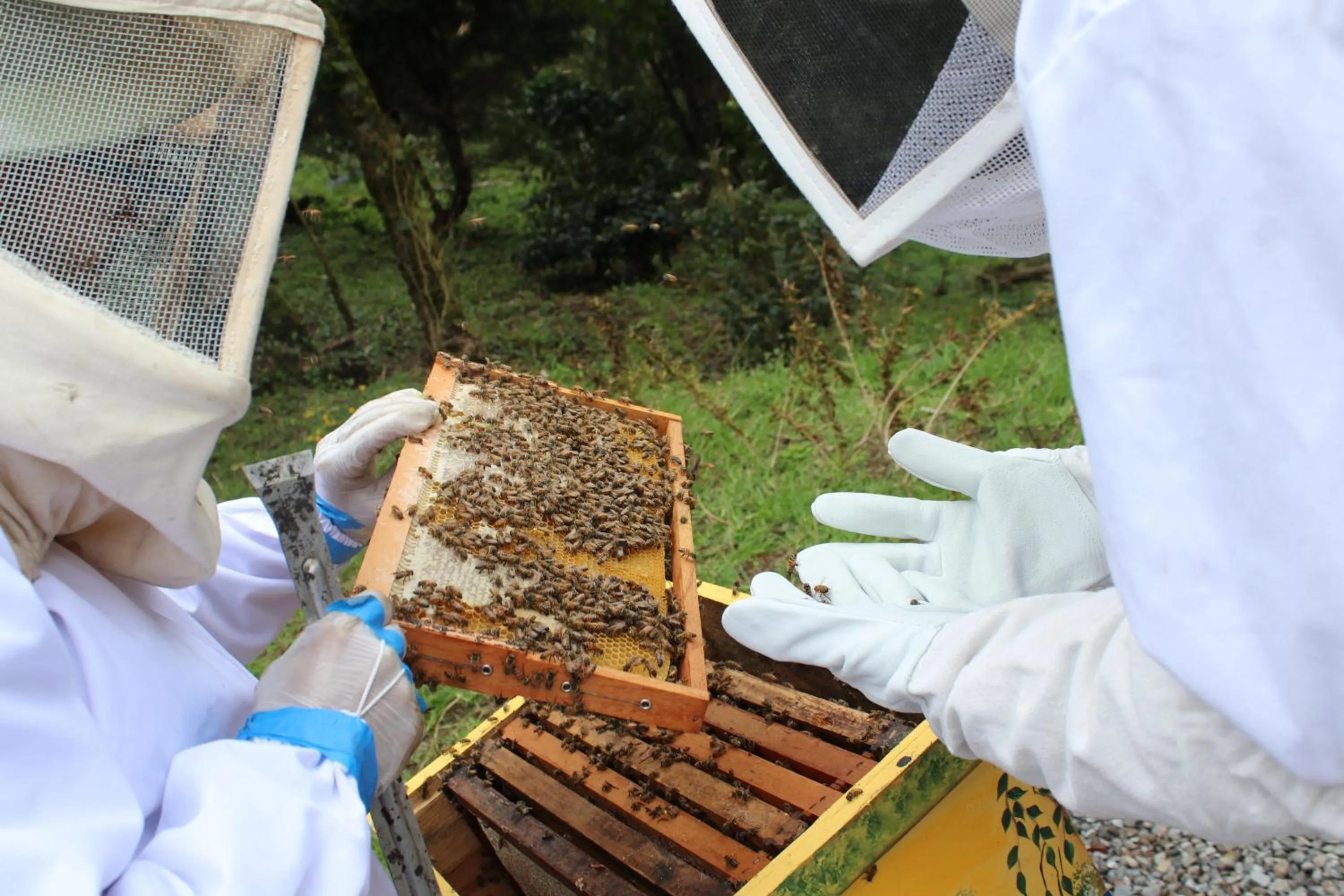 Activities in TREE TREK BOQUETE Adventure Park