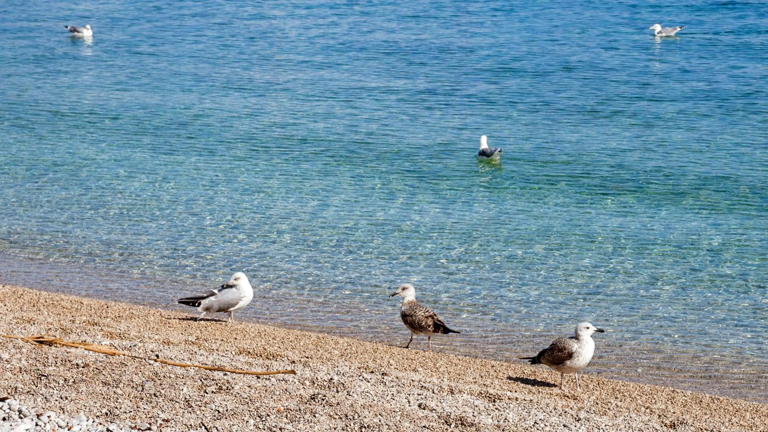 Beach in Apartment Villa Lidija
