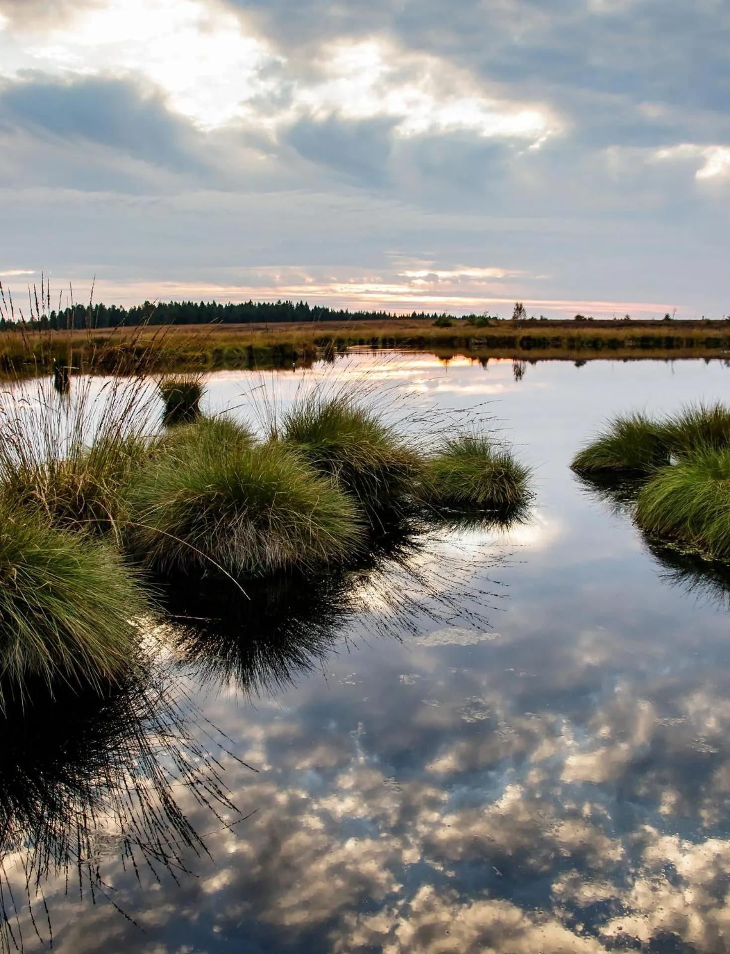 Natural landscape in RCN Vakantiepark de Roggeberg