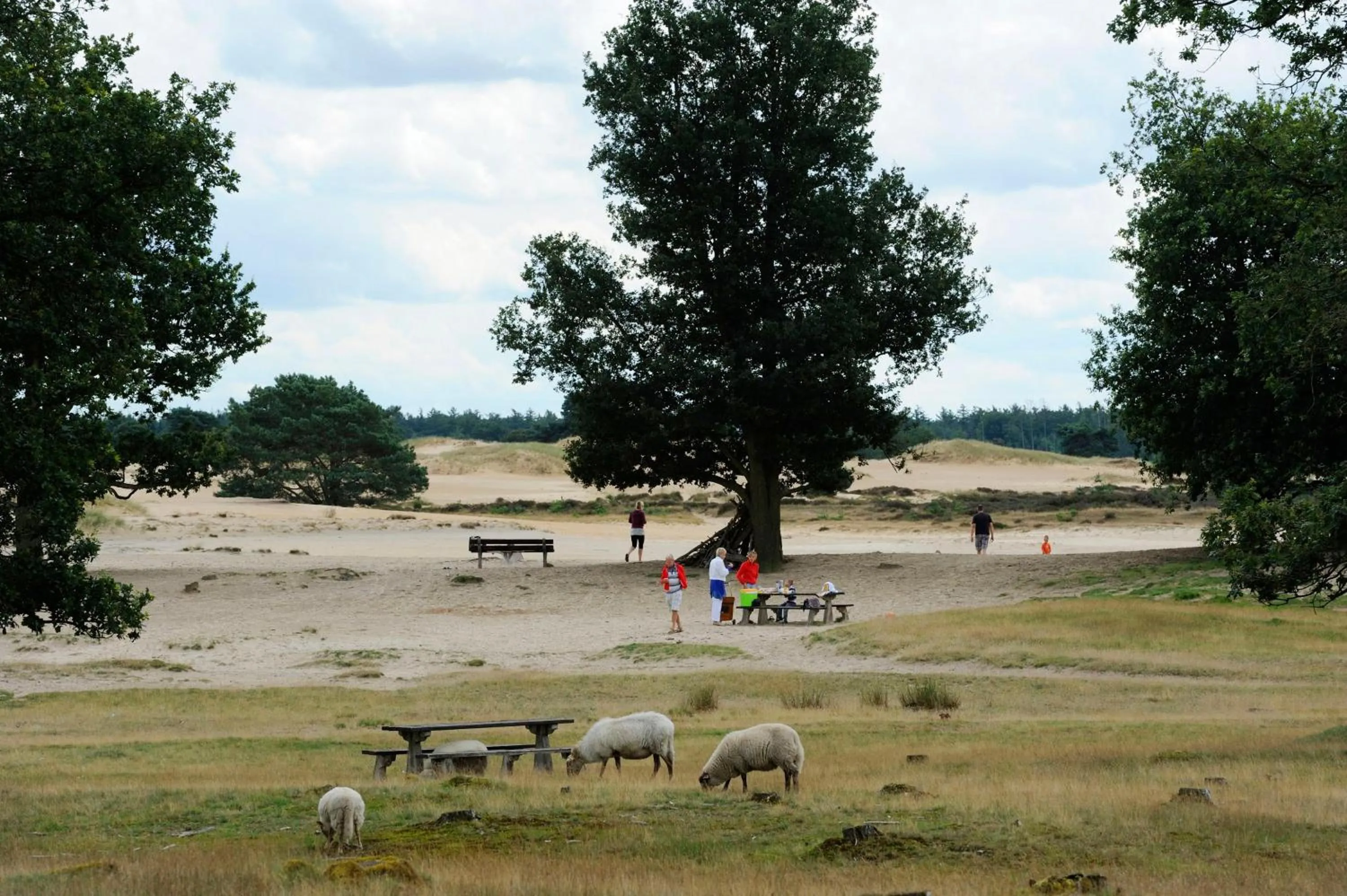 Natural landscape in RCN Vakantiepark de Roggeberg
