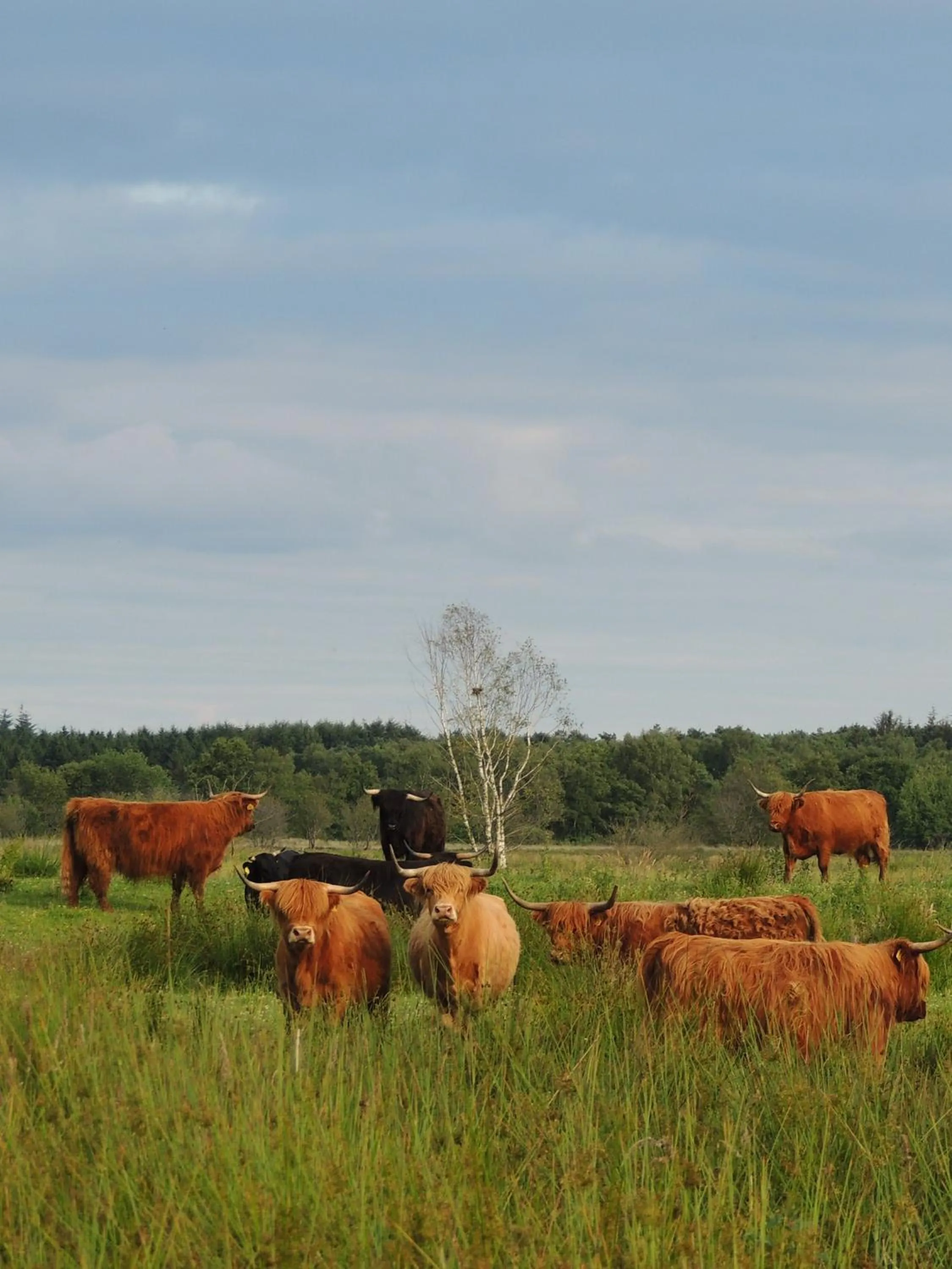 Natural landscape in RCN Vakantiepark de Roggeberg