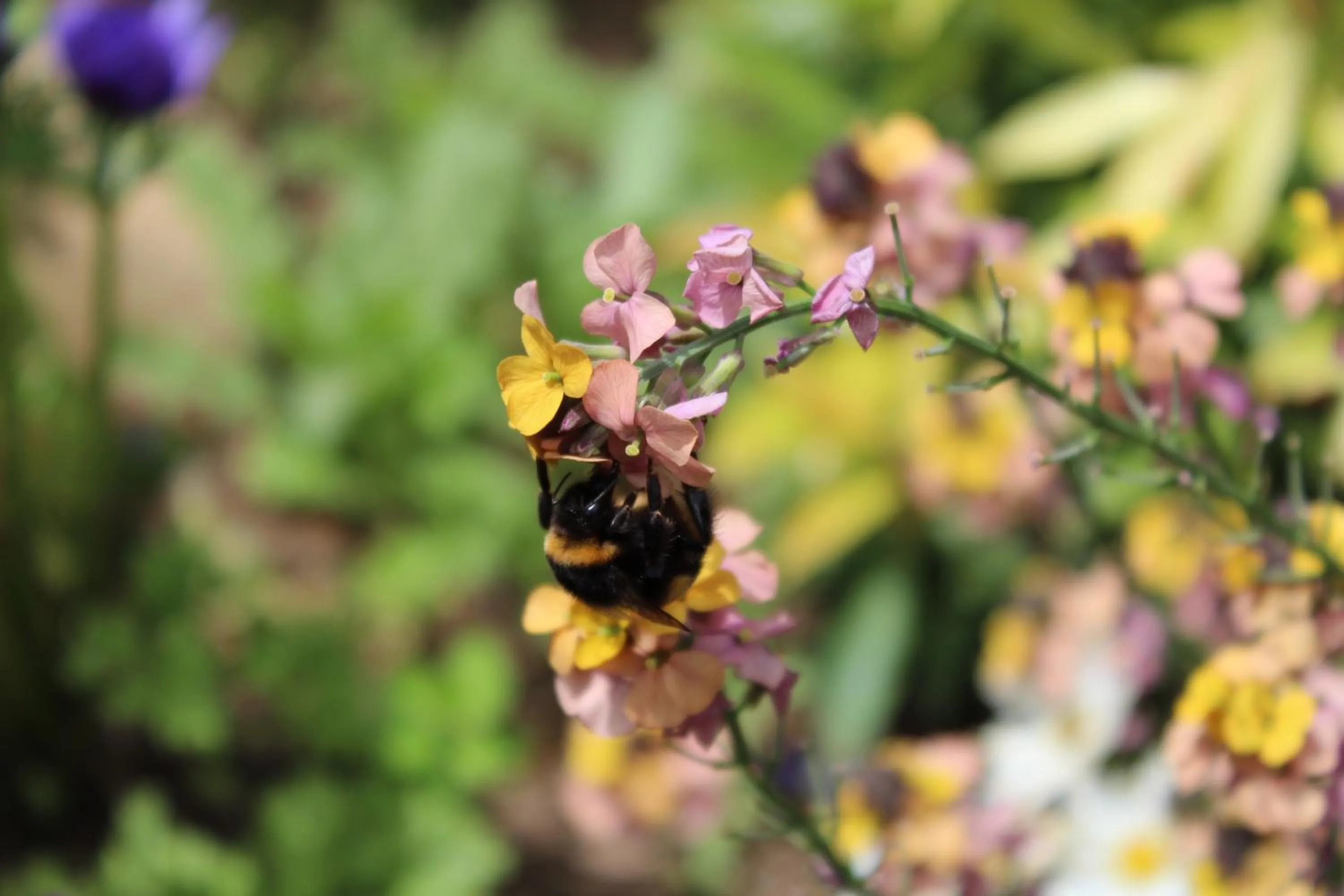 Garden in The Vine B & B