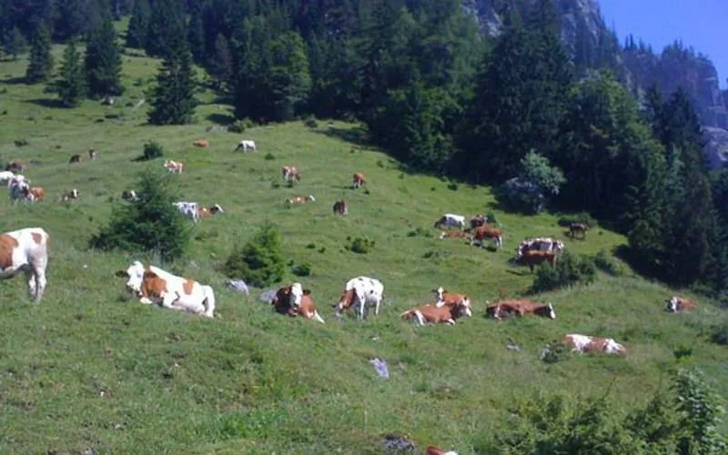 Day in Gasthof Pension Alpenblick