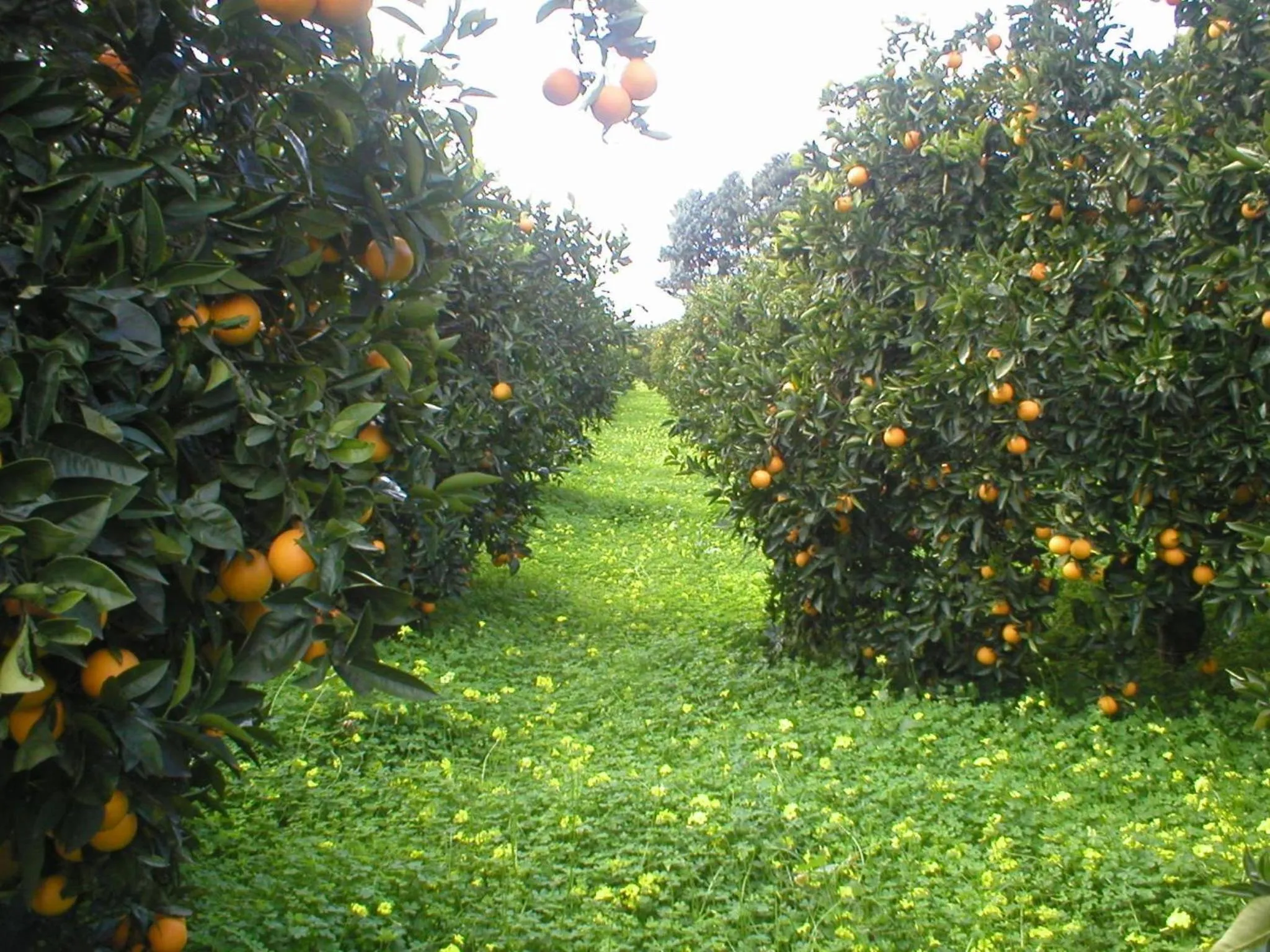 Facade/entrance in Badiula