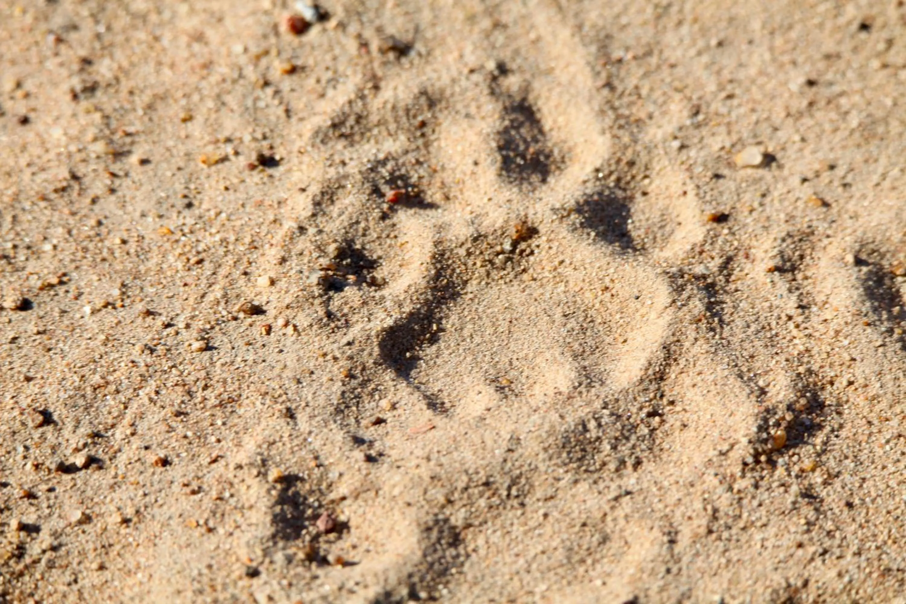 Ivory Wilderness River Rock Lodge