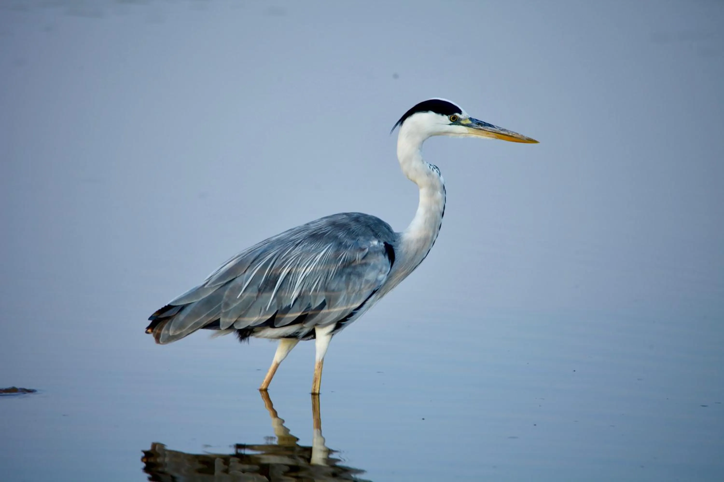 Ivory Wilderness River Rock Lodge