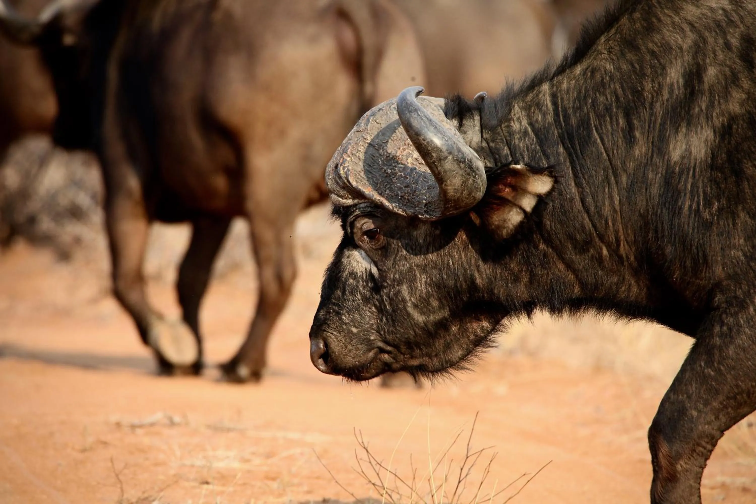 Ivory Wilderness River Rock Lodge