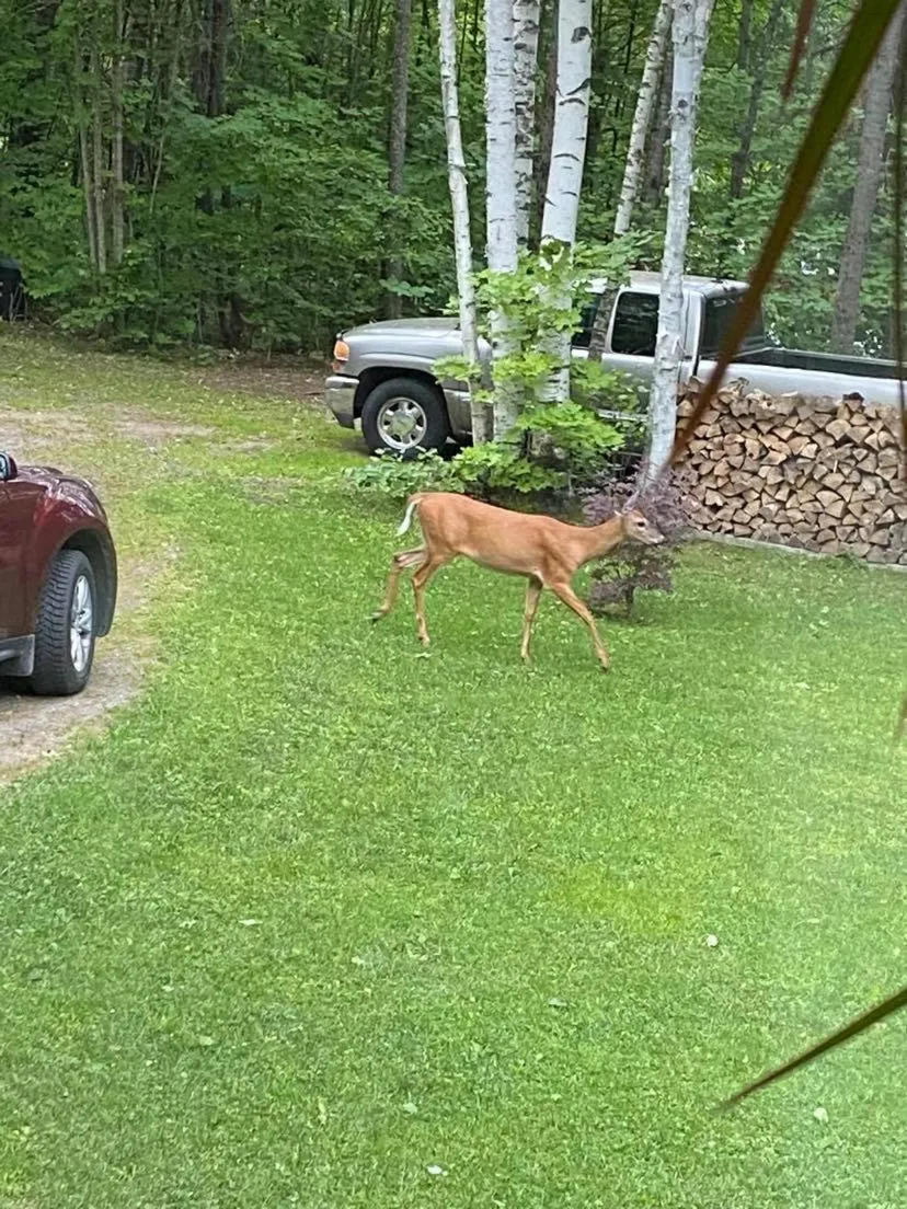 Animals in Suite in the Bush-Private Apartment