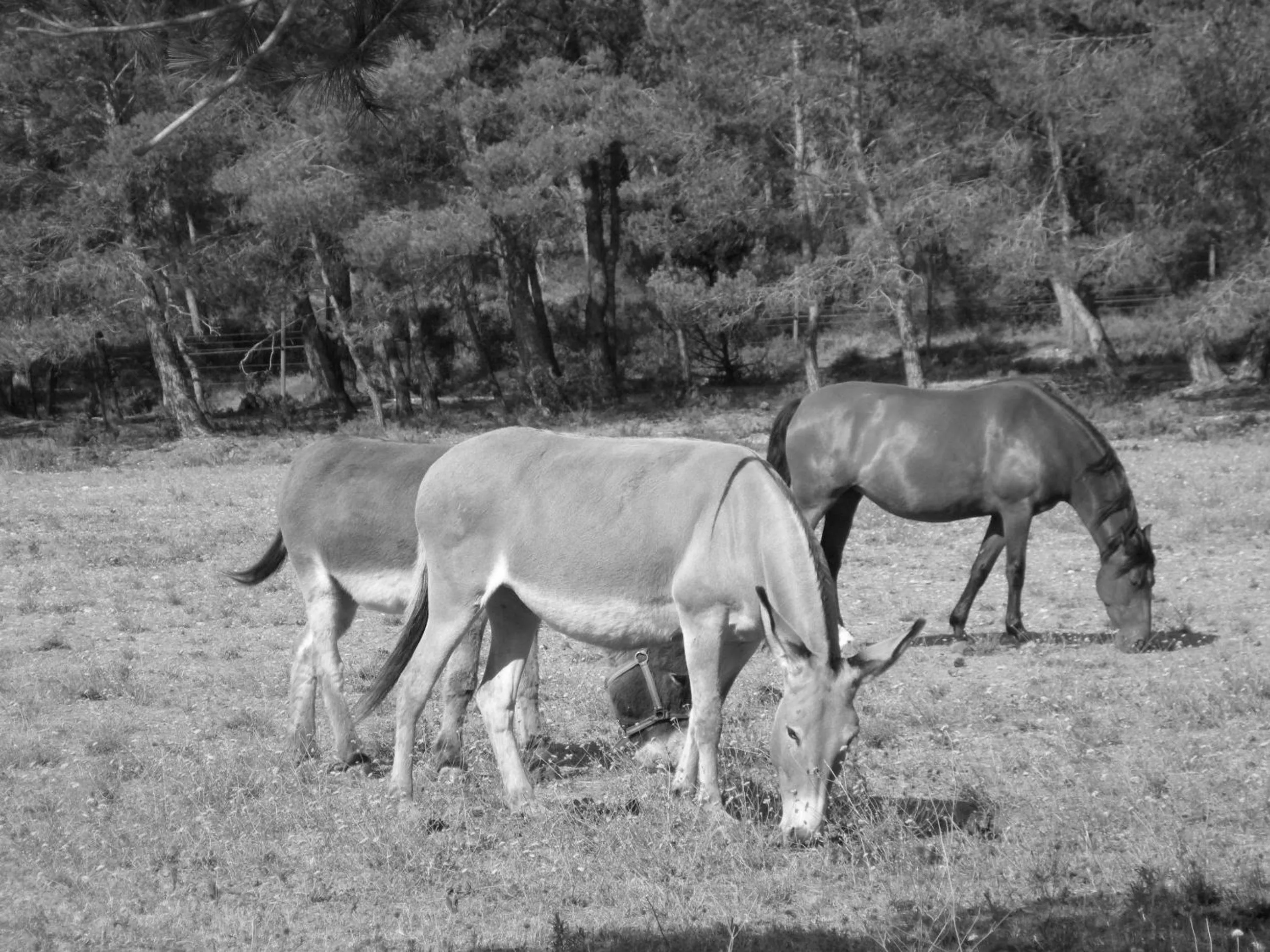 Day in Le Mazet de la Dame