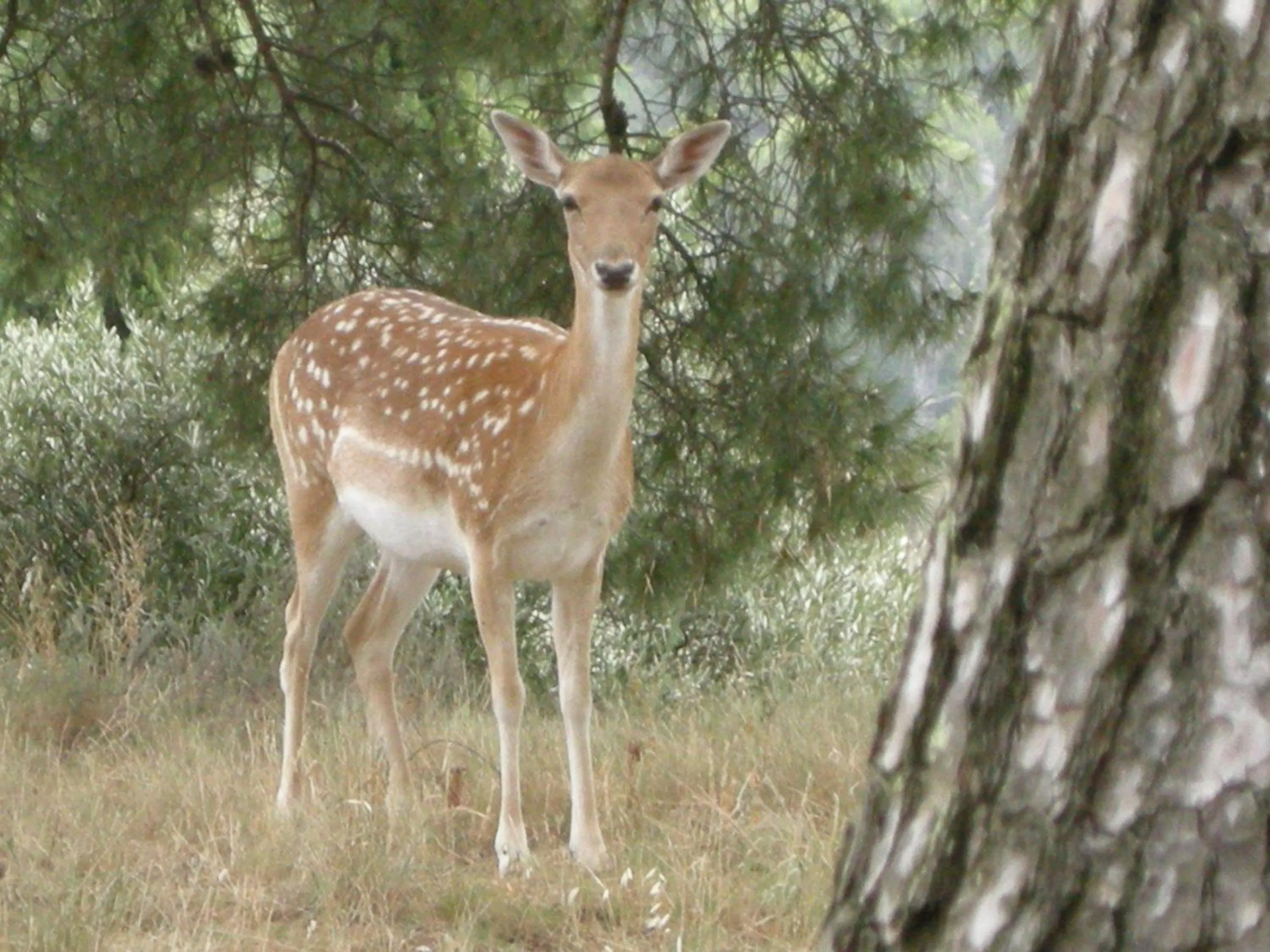 Animals in Le Mazet de la Dame