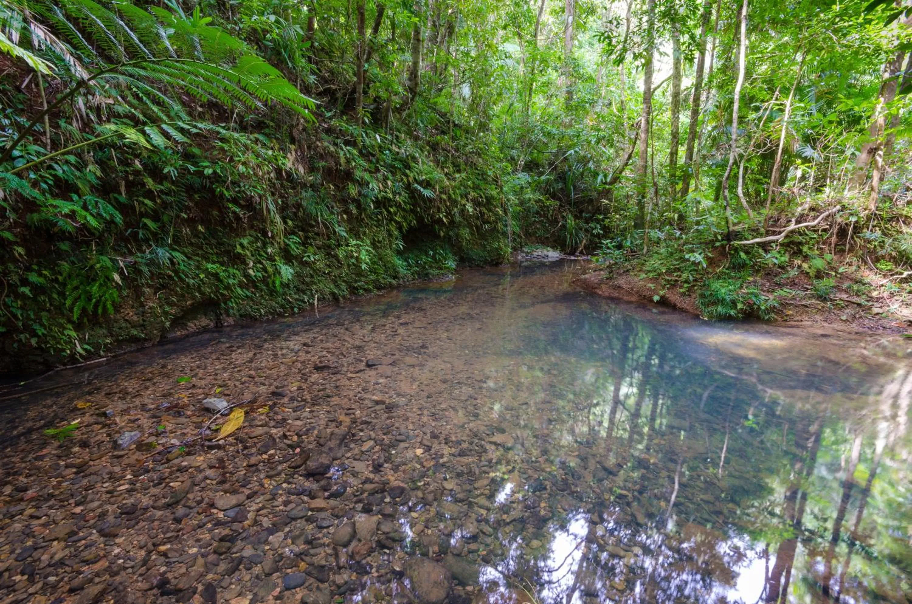 Garden in Epiphyte B & B