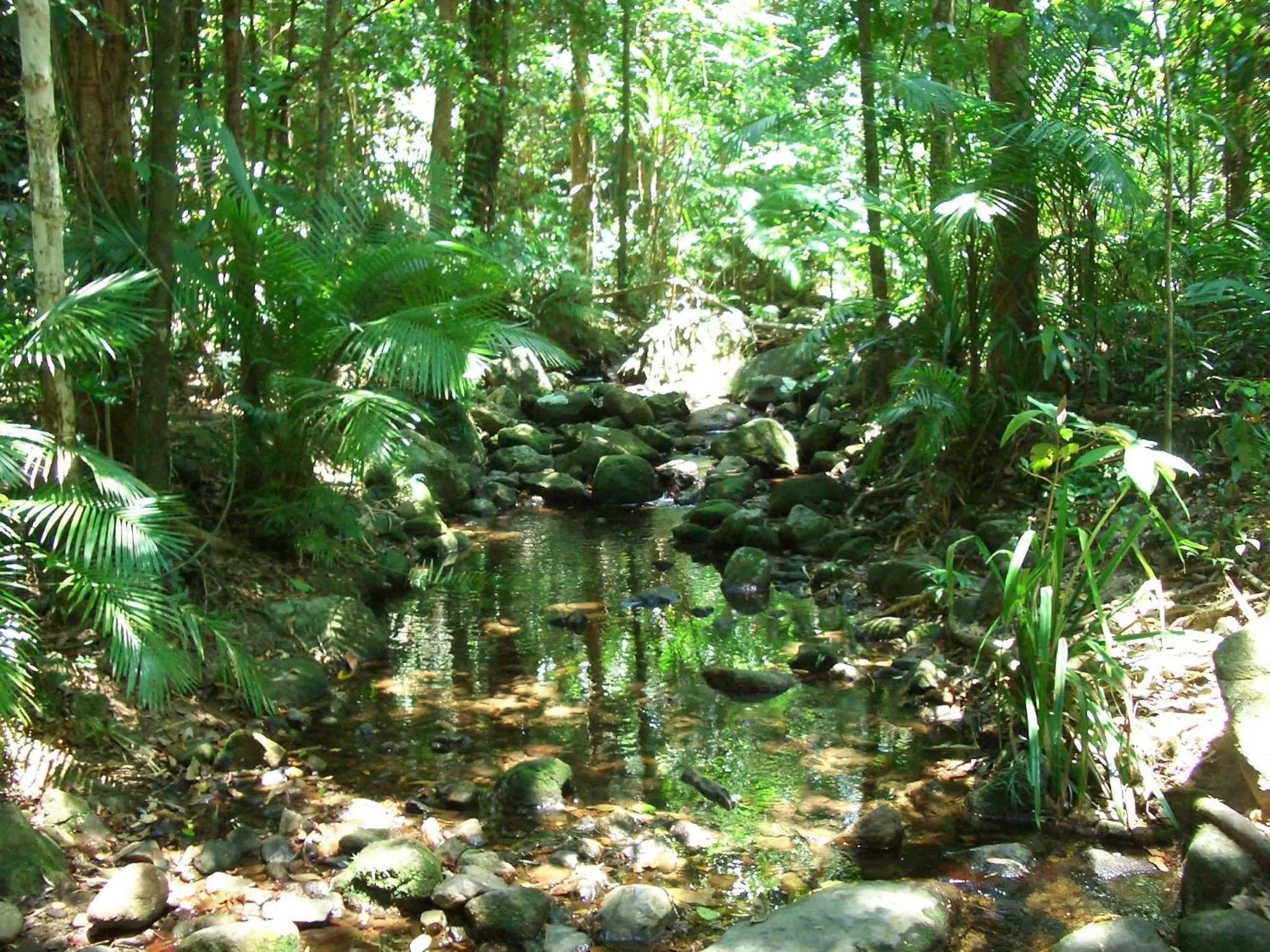 Garden in Epiphyte B & B