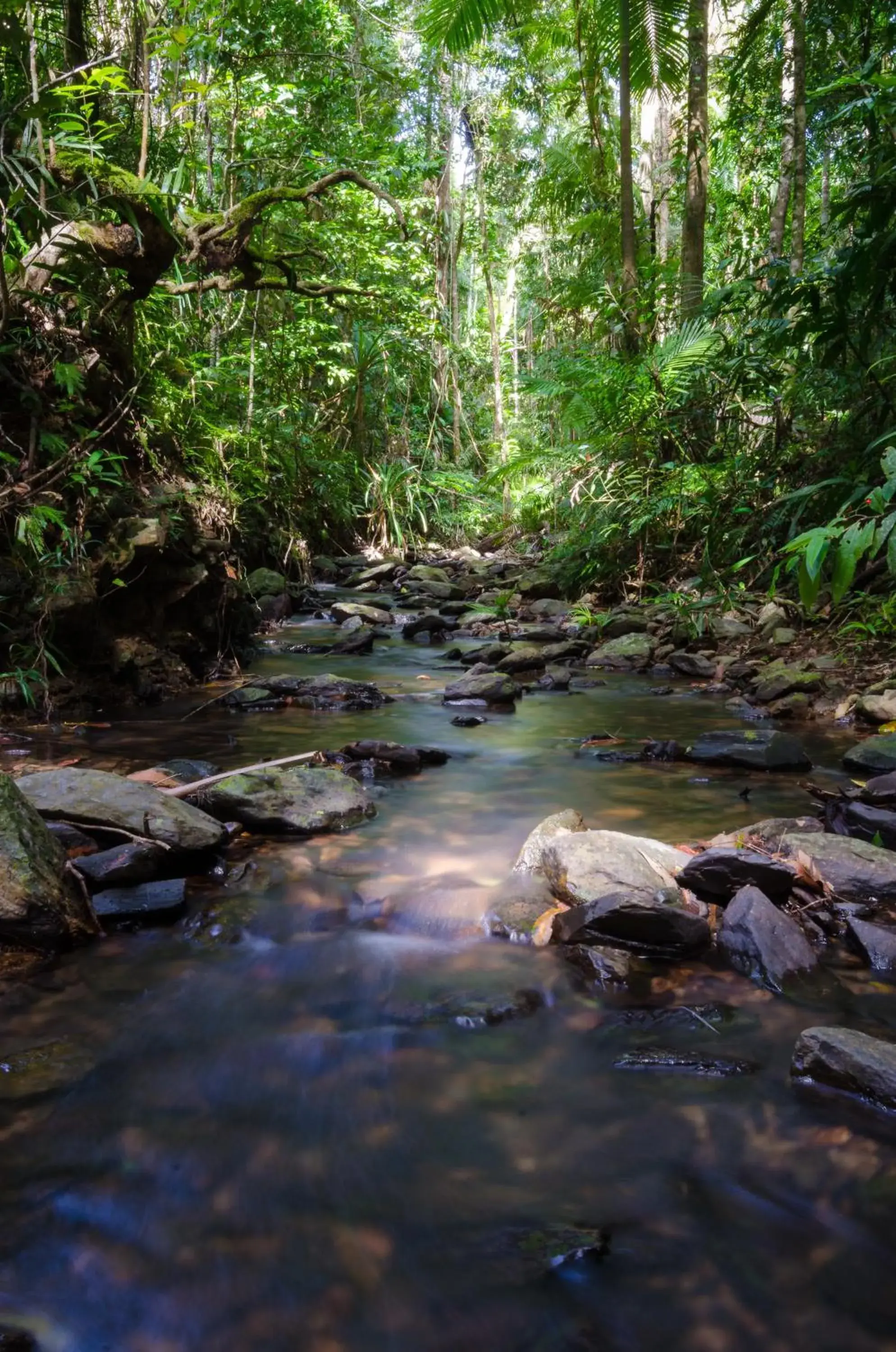 Cottage with Private Creek in Epiphyte B & B Cottage with Private Creek in Epiphyte B & B