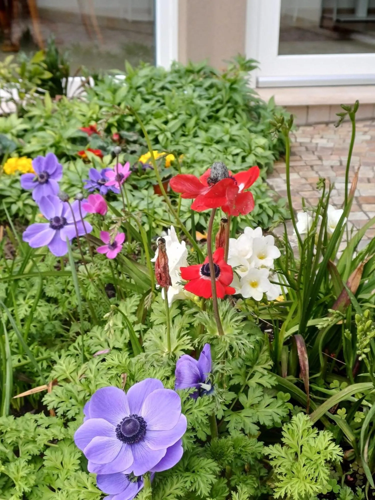 Garden in La Casa di Linda