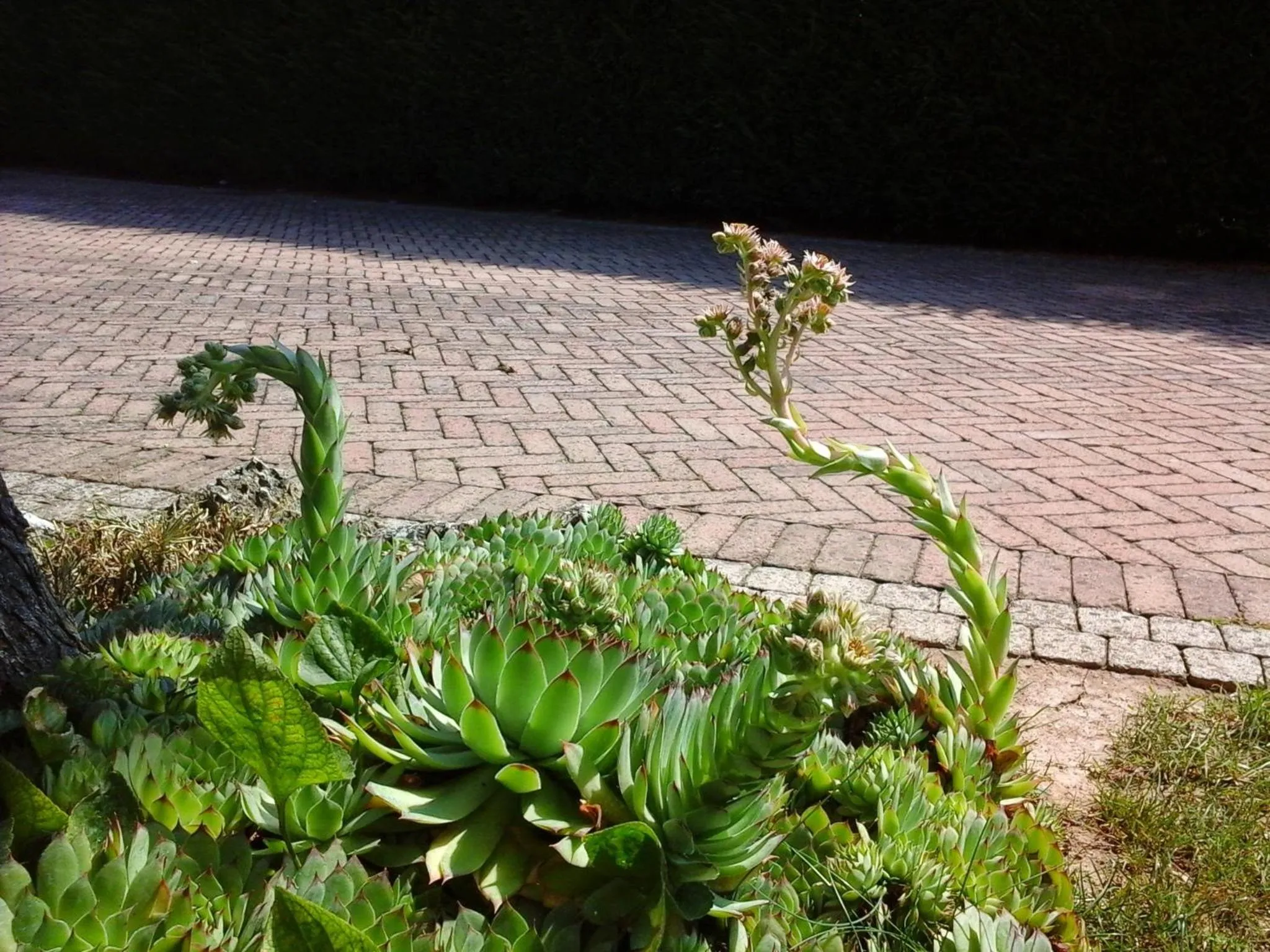 Other in La Casa di Linda