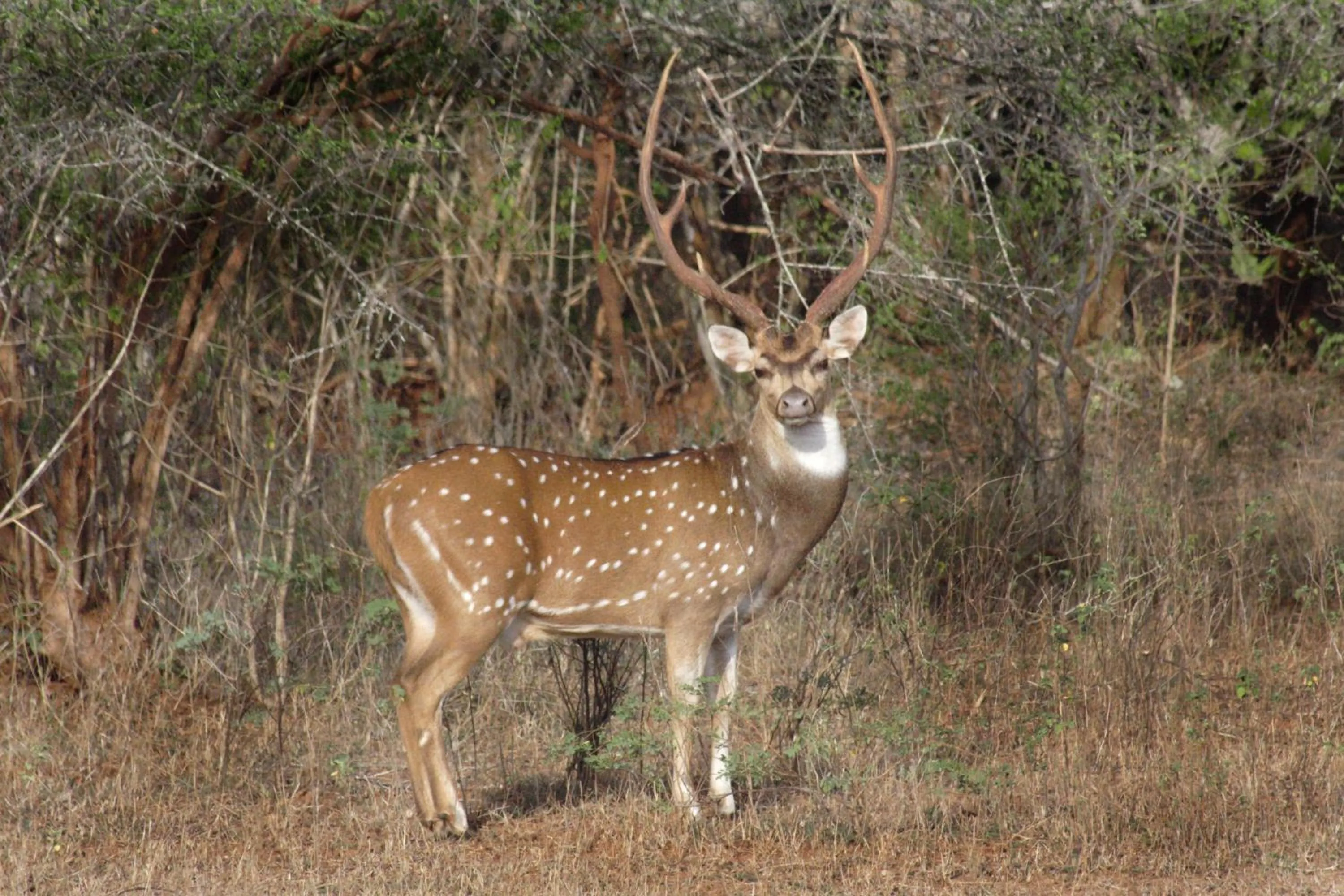 Nearby landmark in Mailagama Cinnamon Residence
