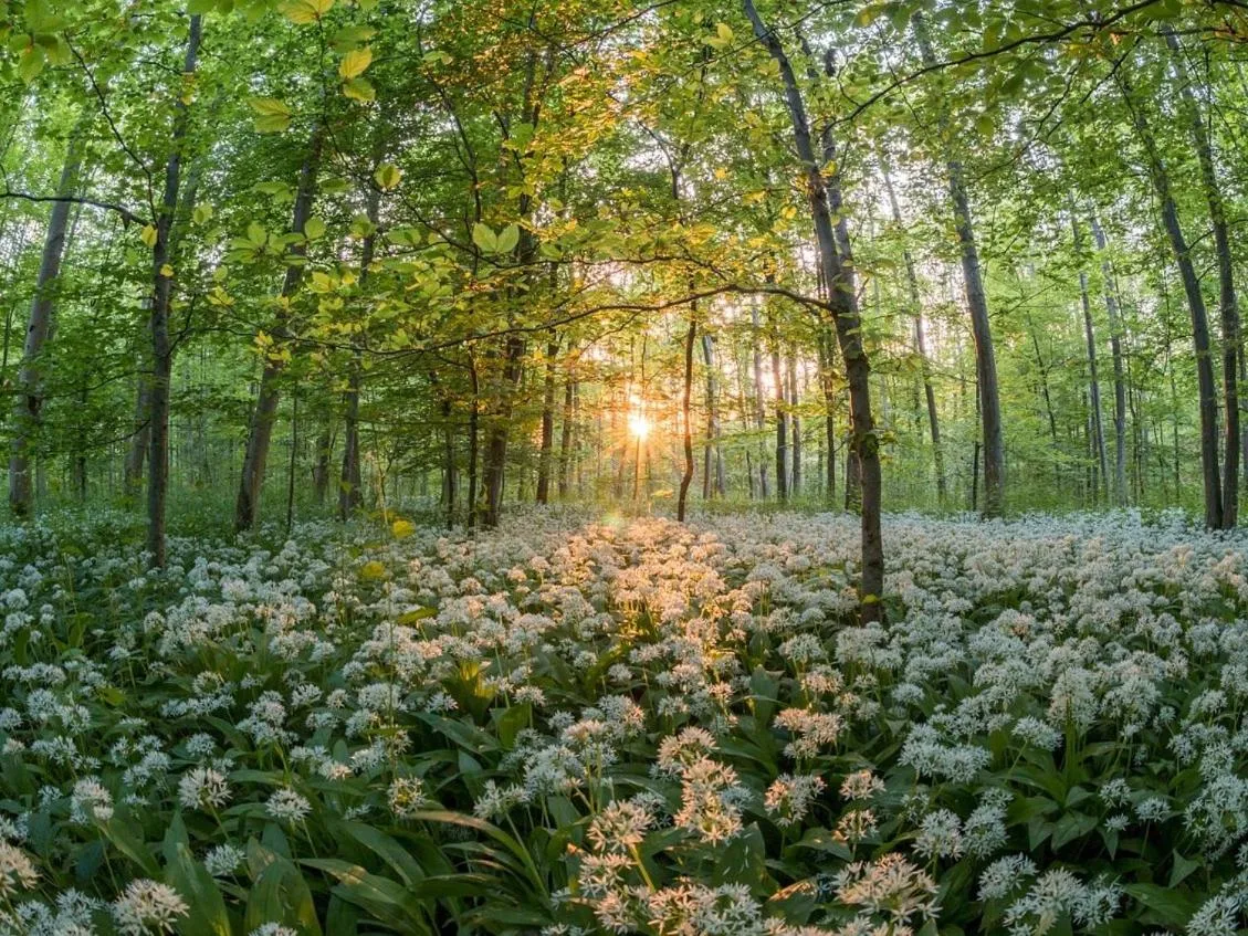 Jagdschloss Mönchbruch