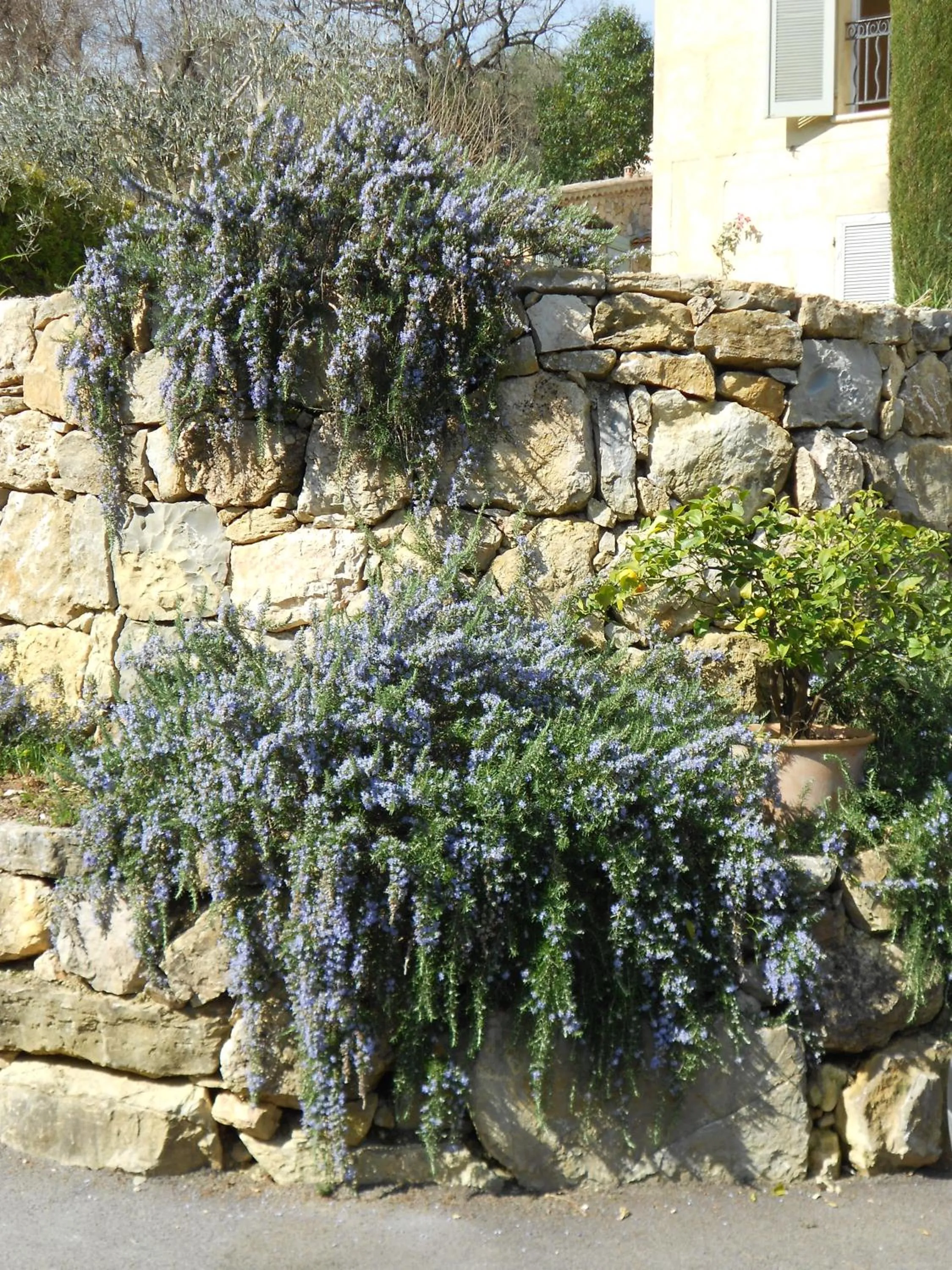 Garden in Le Mas de FRAYERE