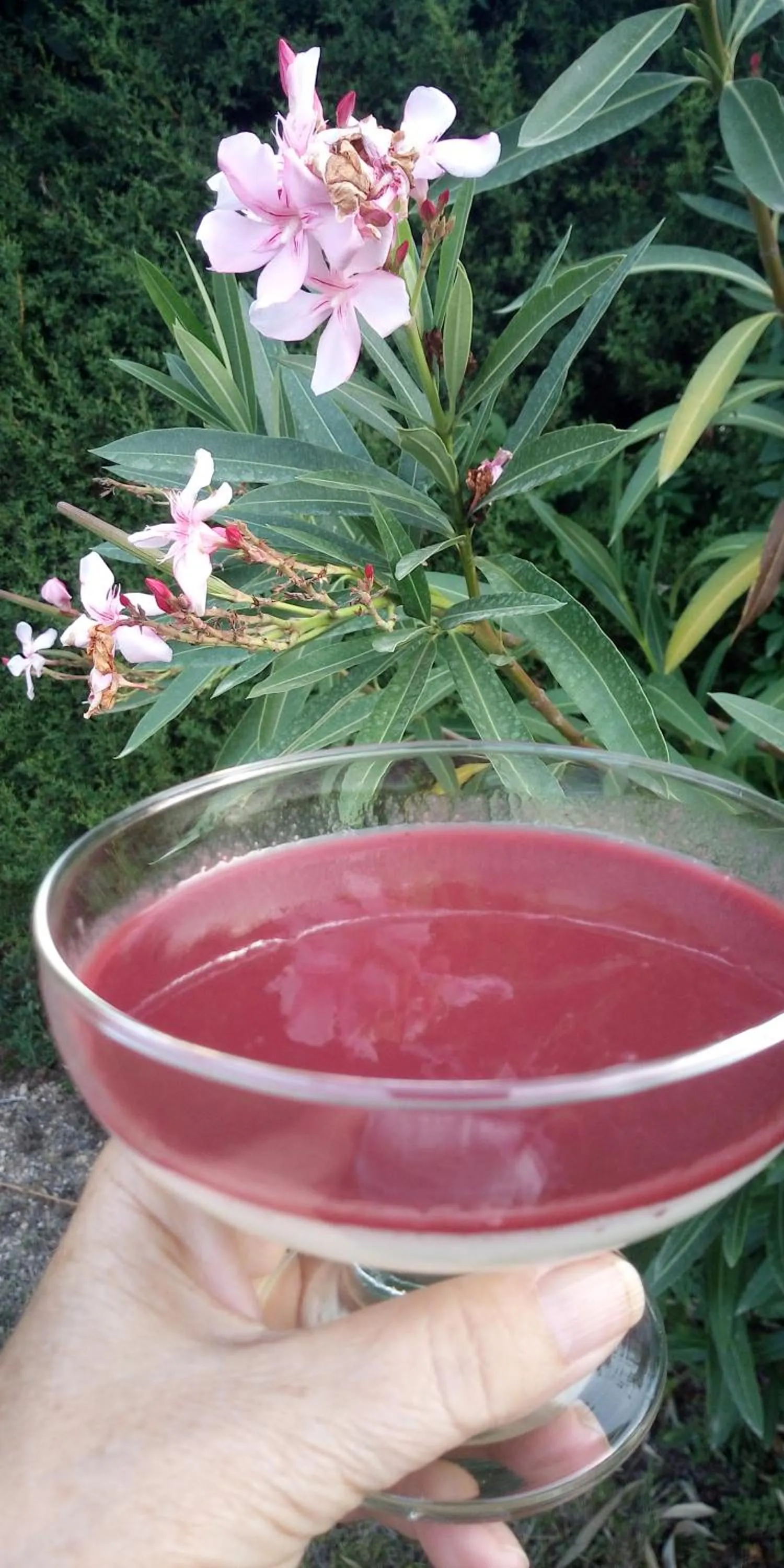 Food close-up in Le Mas de FRAYERE