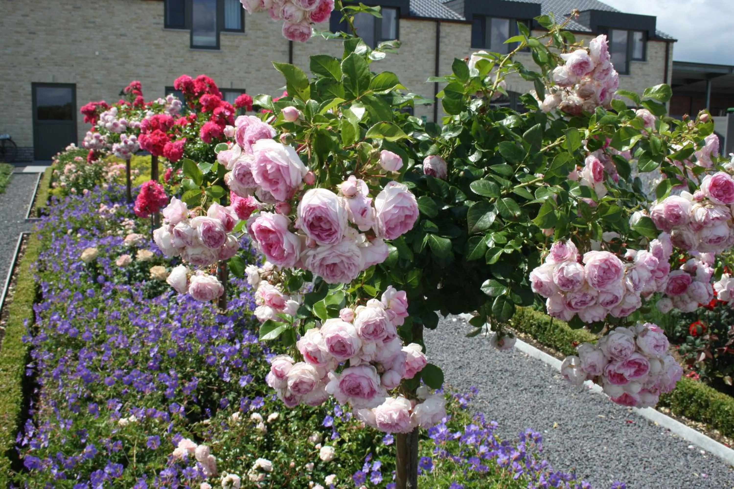 Garden in B&B La Vie En Roses