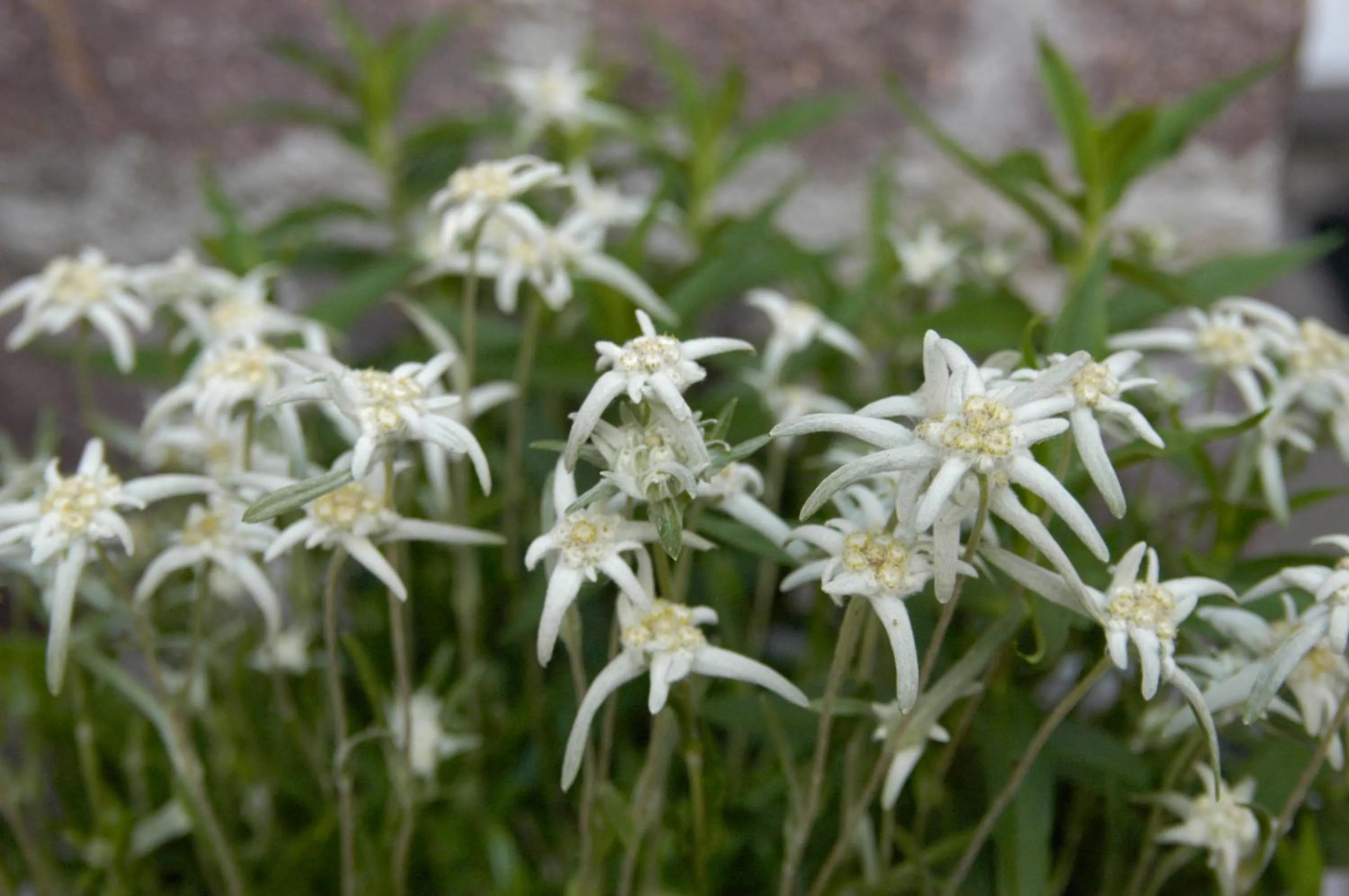 Decorative detail in Debra Park Hotel