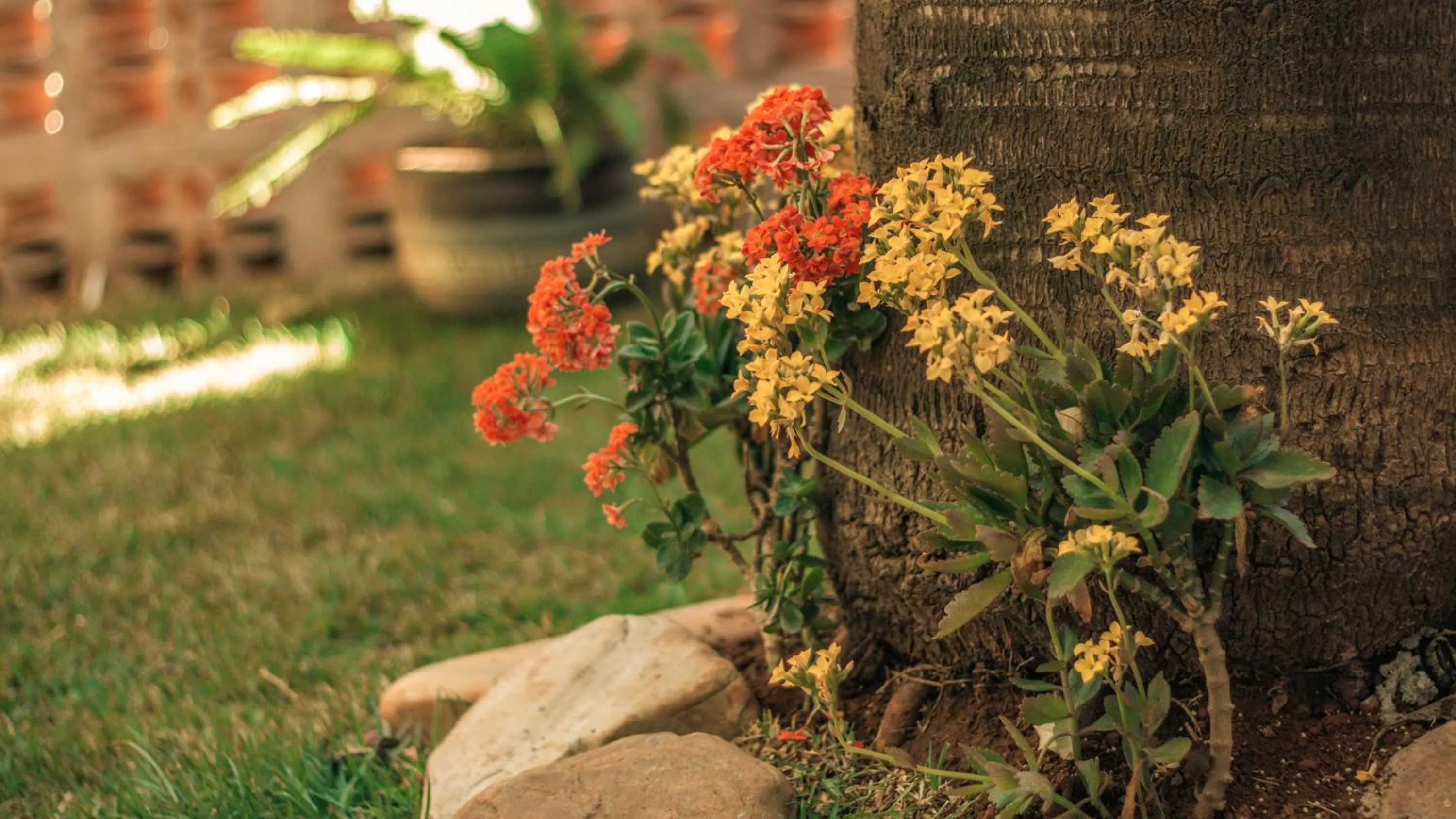 Garden in Chalés Terraviva