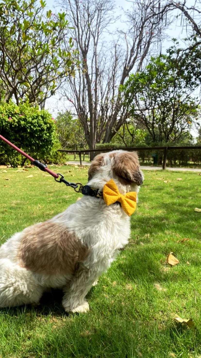 pet friendly in The Westin Sohna Resort & Spa