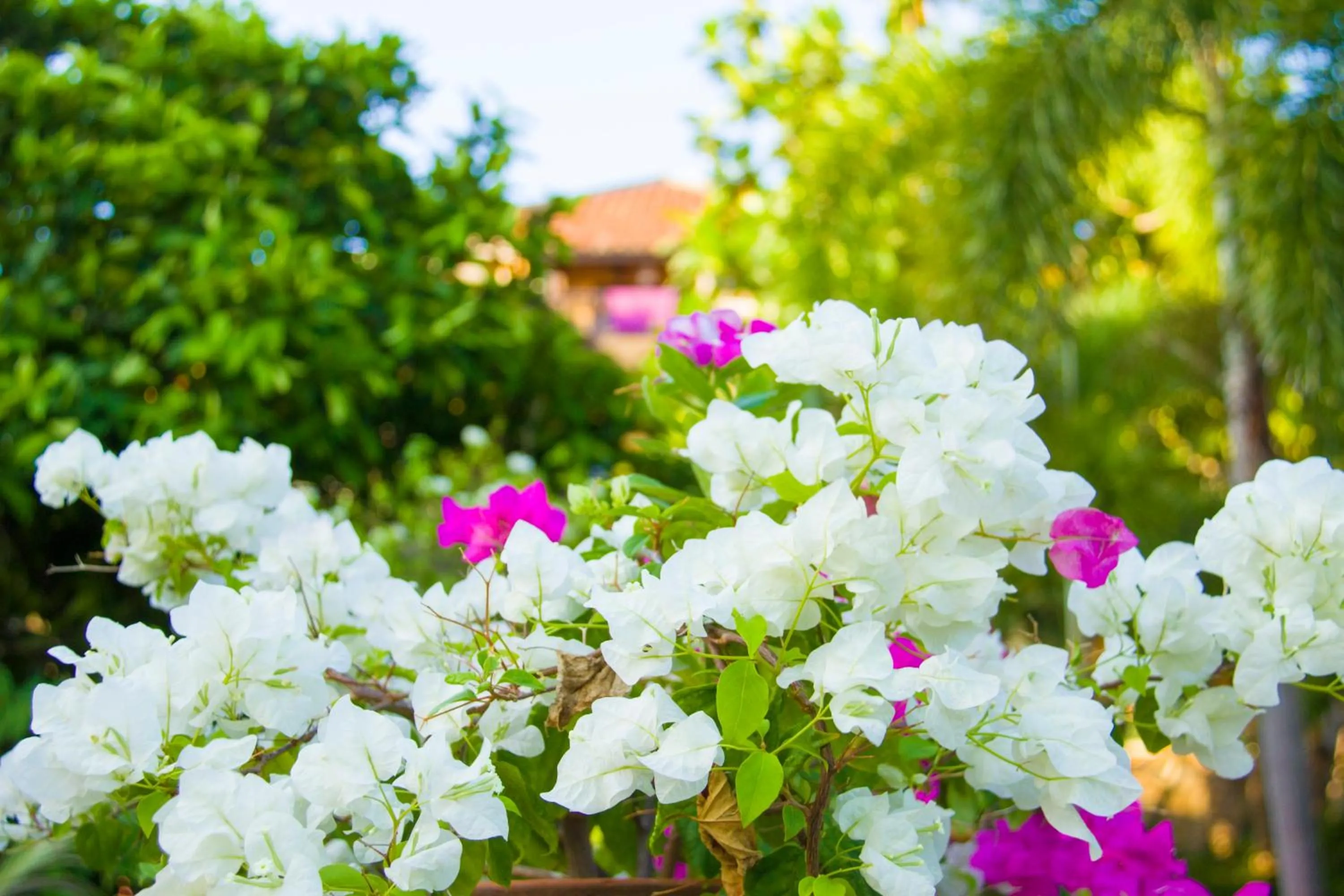 Spring, Garden in Poshanu Boutique Resort