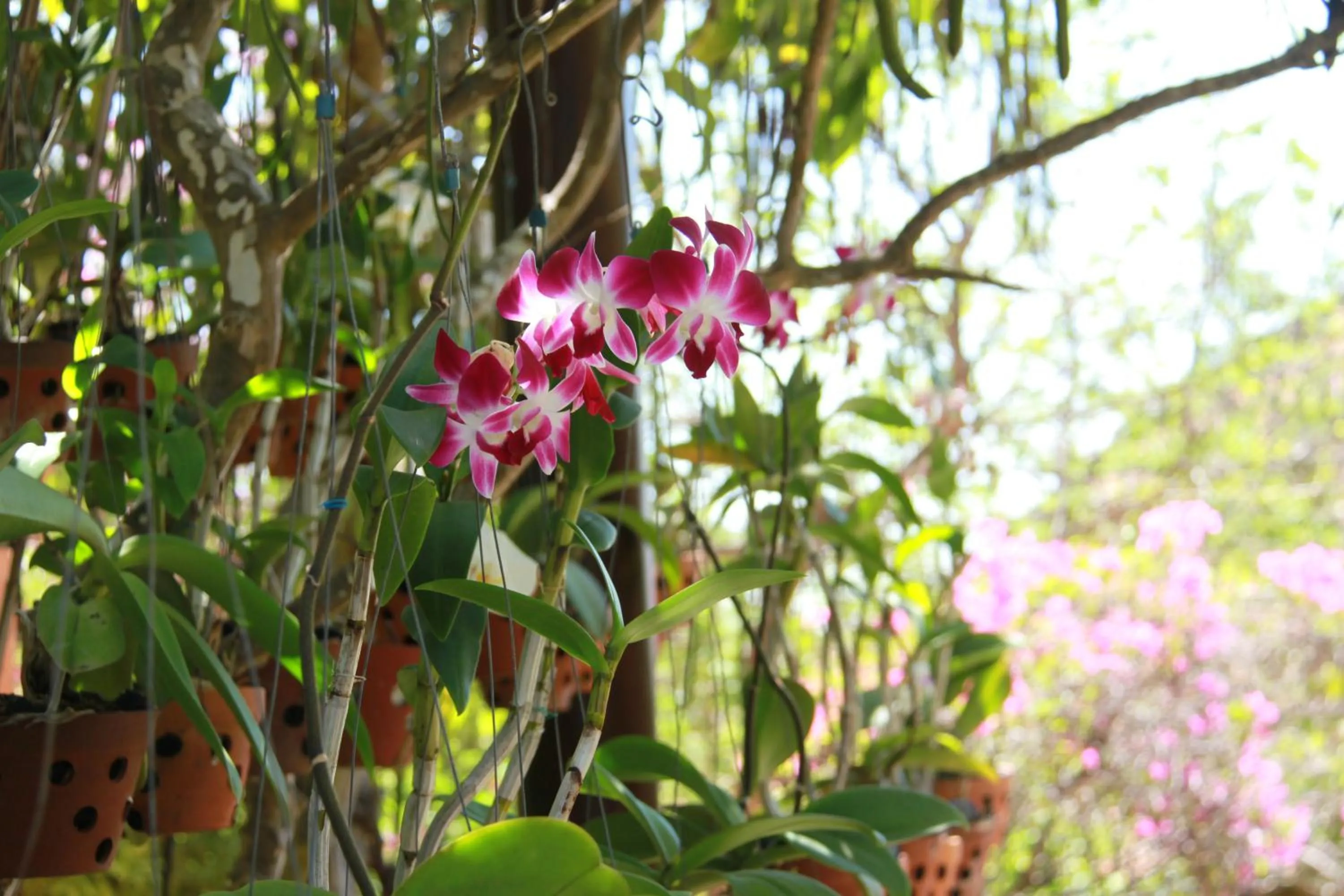 Garden in Poshanu Boutique Resort