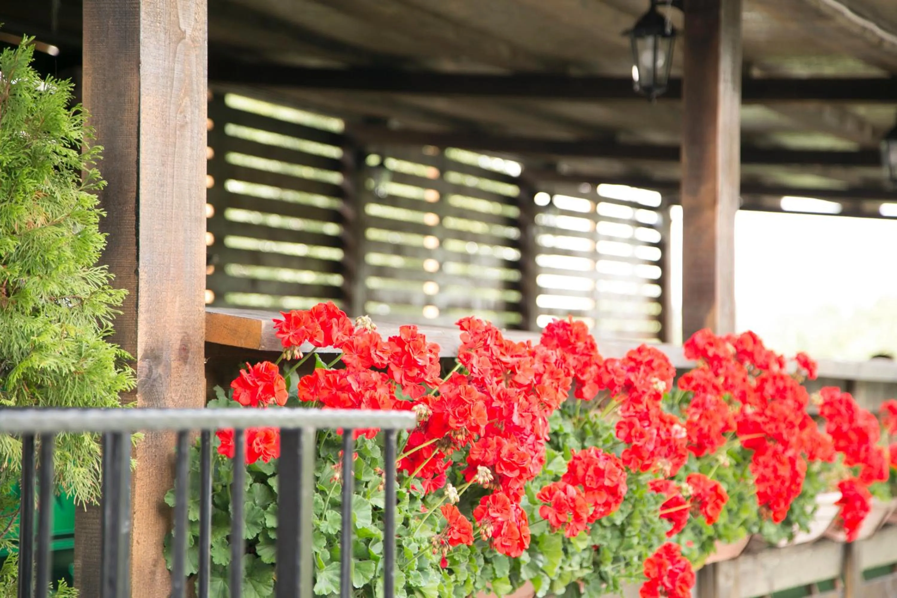 Balcony/Terrace in Trattoria Al Gallo