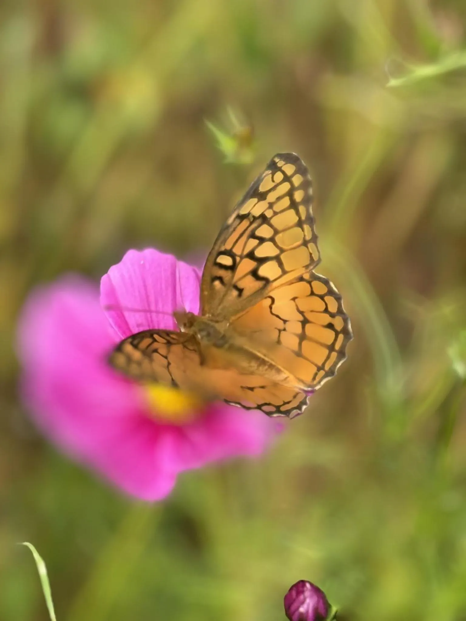 Other in Fire Mountain