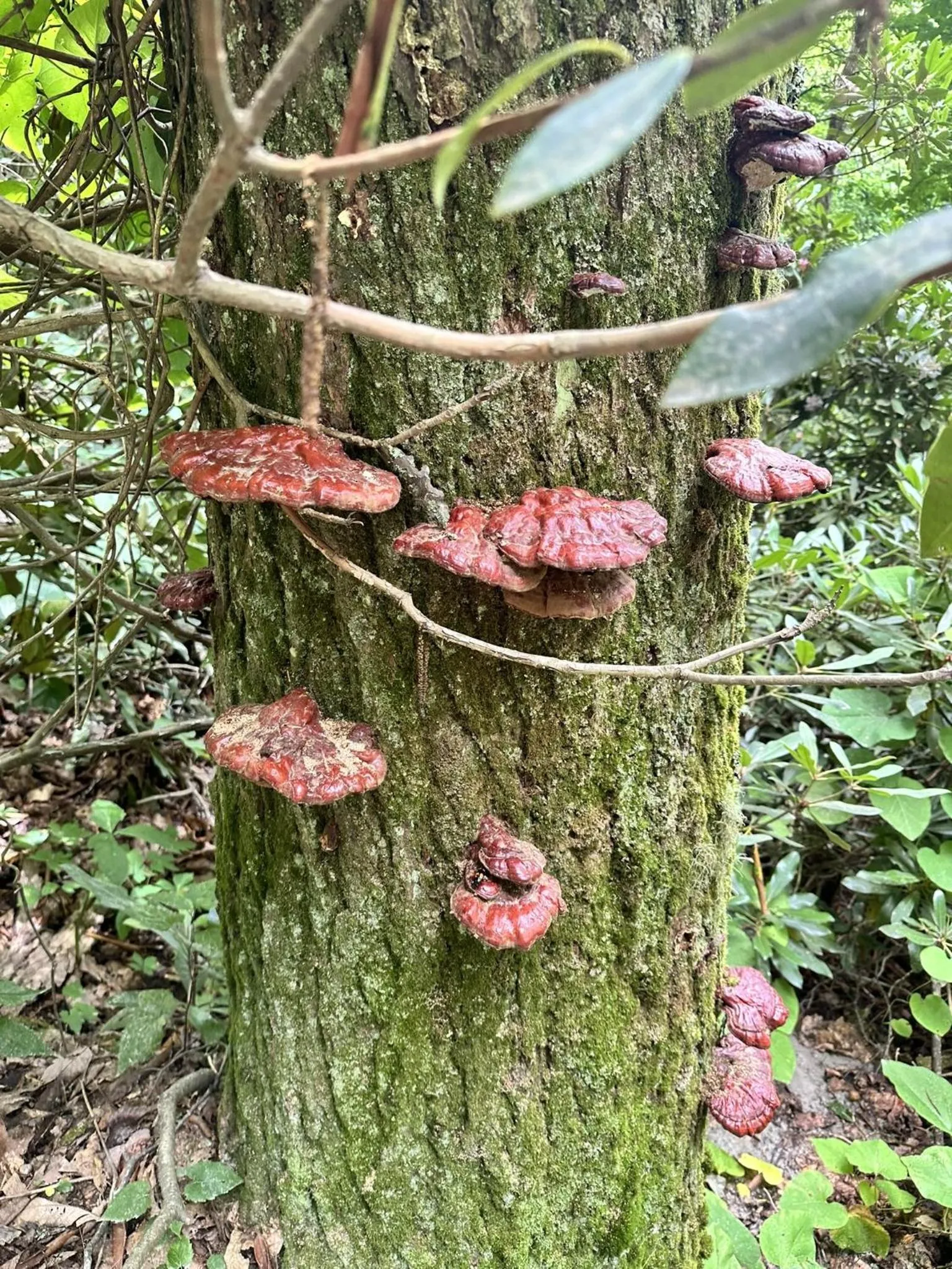 Other in Fire Mountain