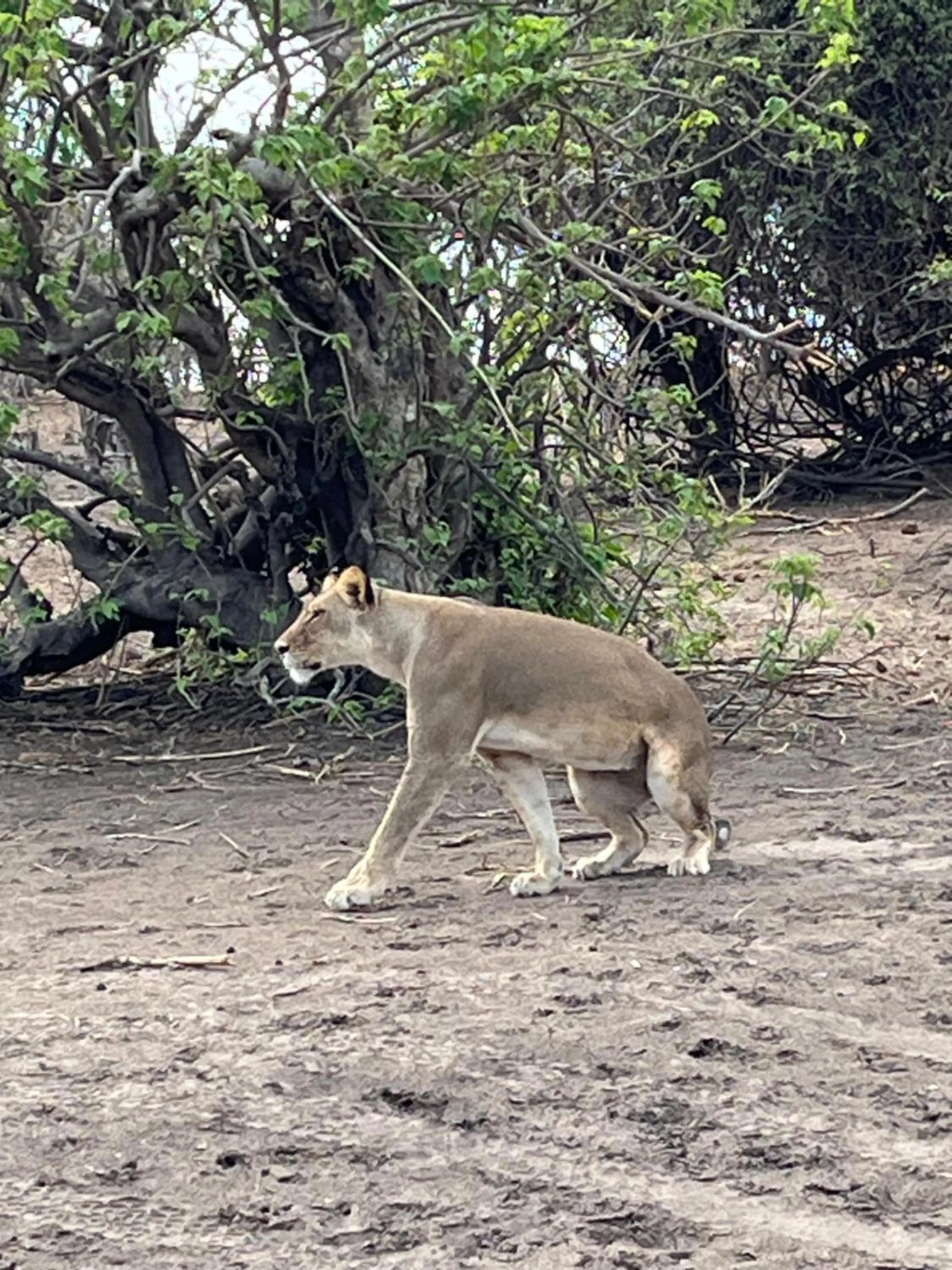 Animals in Travelodge Kasane