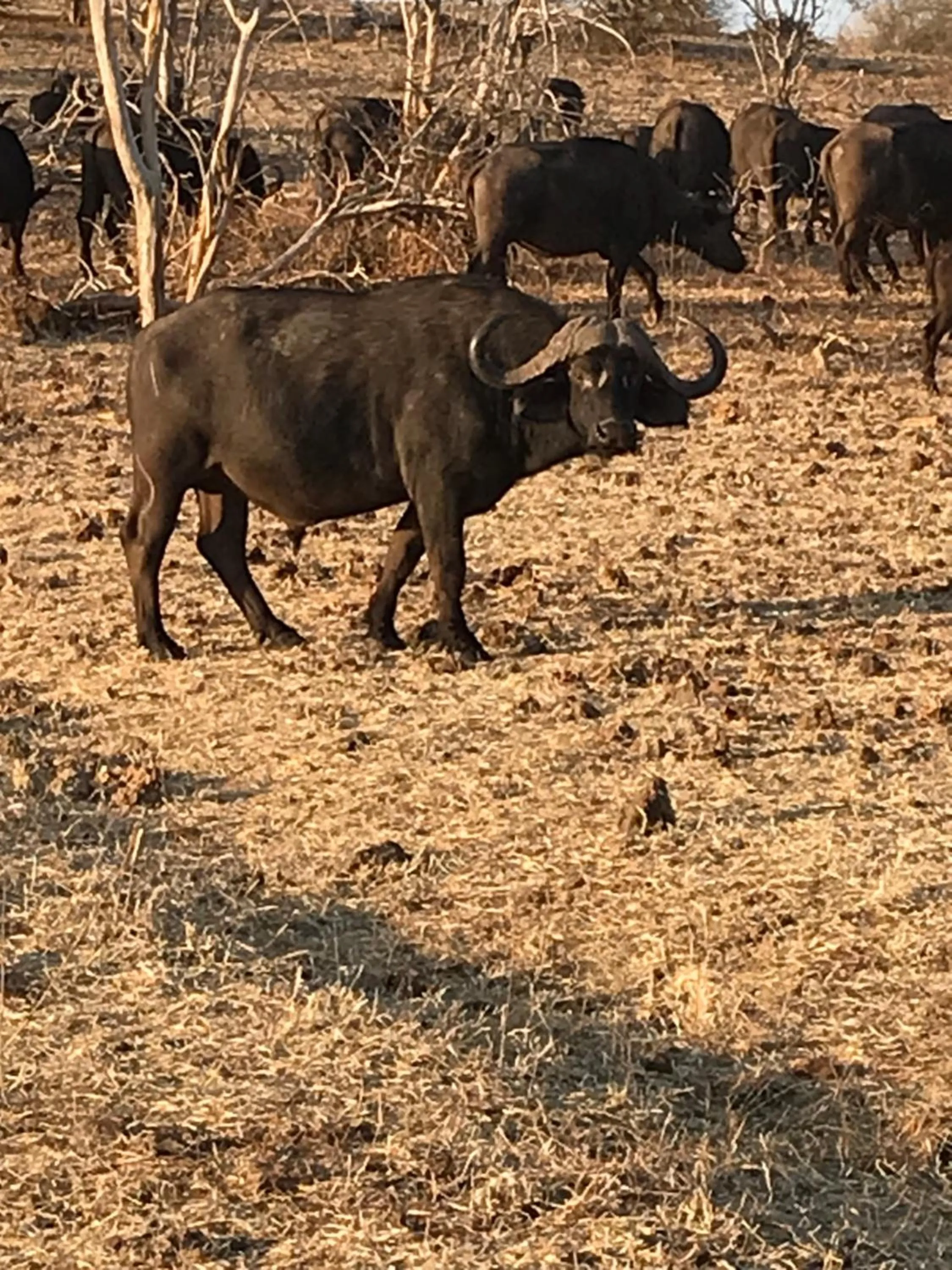 Animals in Travelodge Kasane