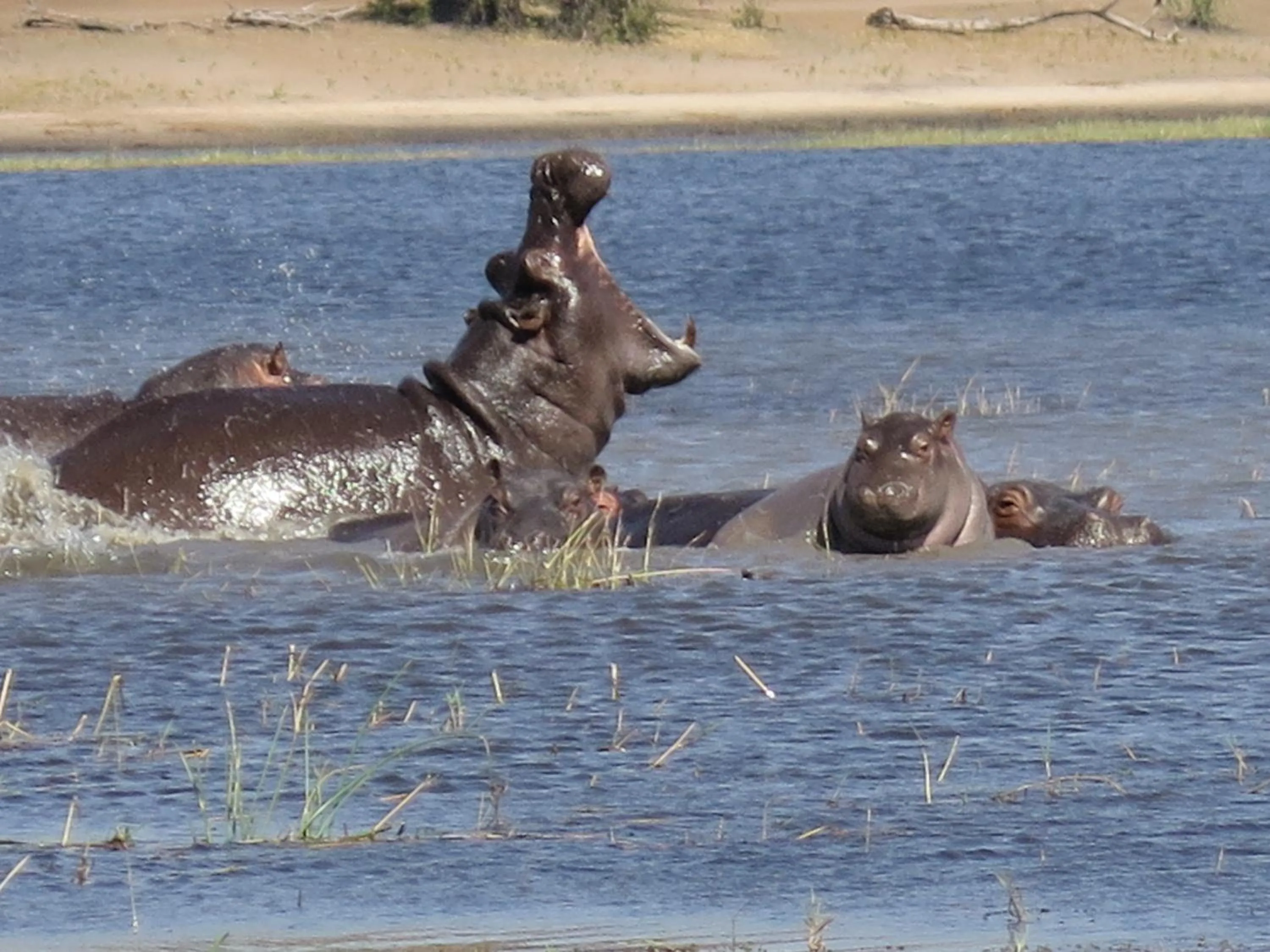 Natural landscape in Travelodge Kasane