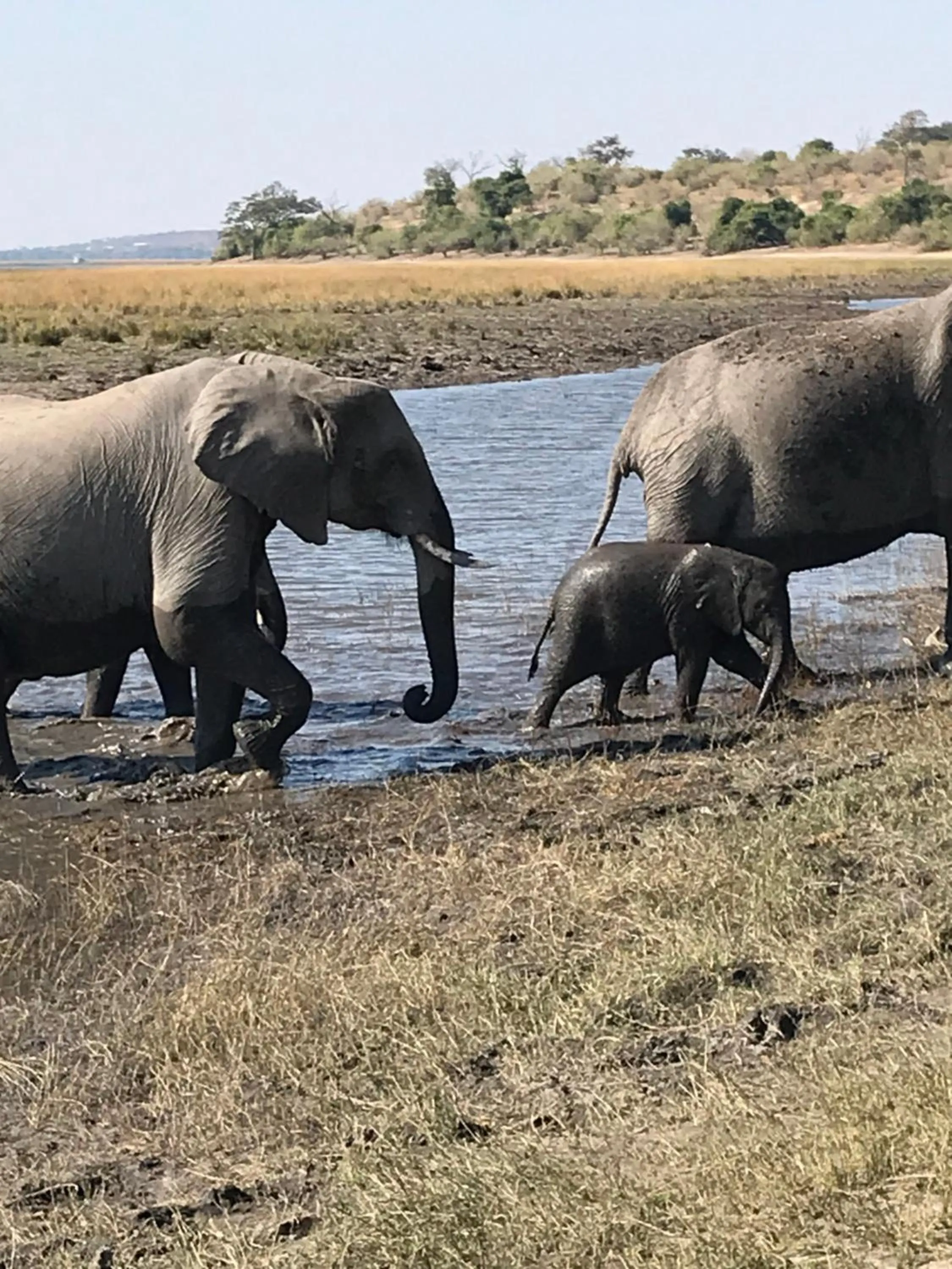 Natural landscape in Travelodge Kasane