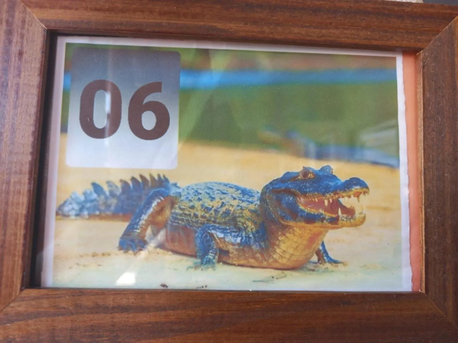 Animals in Pousada Zambeze