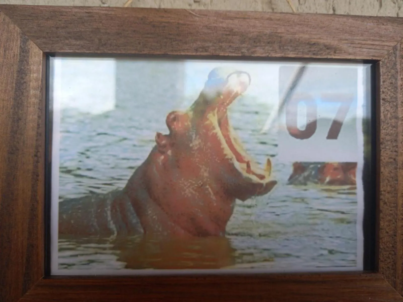 Animals in Pousada Zambeze