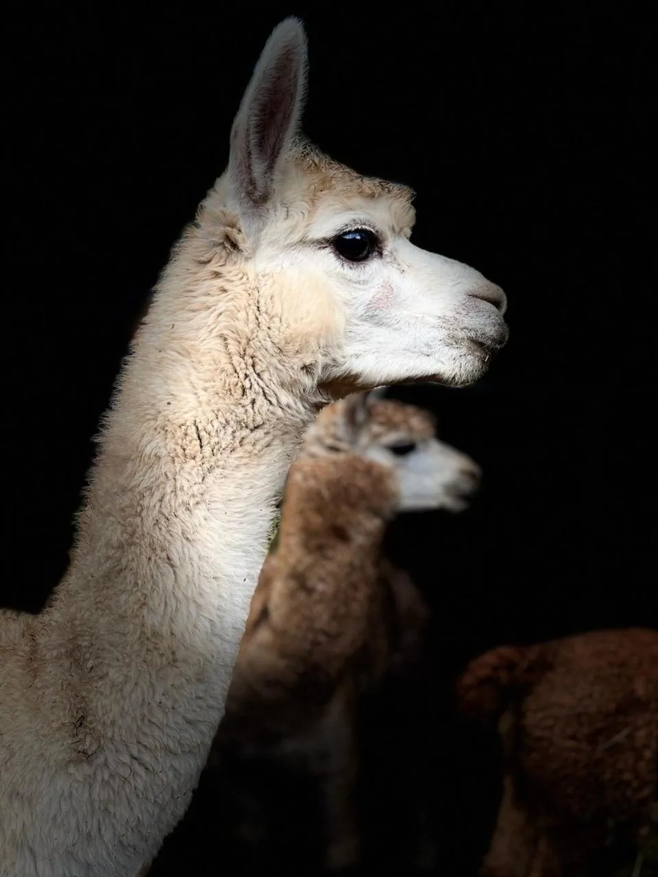 Balingup Jalbrook Cottages Jalbrook Estate