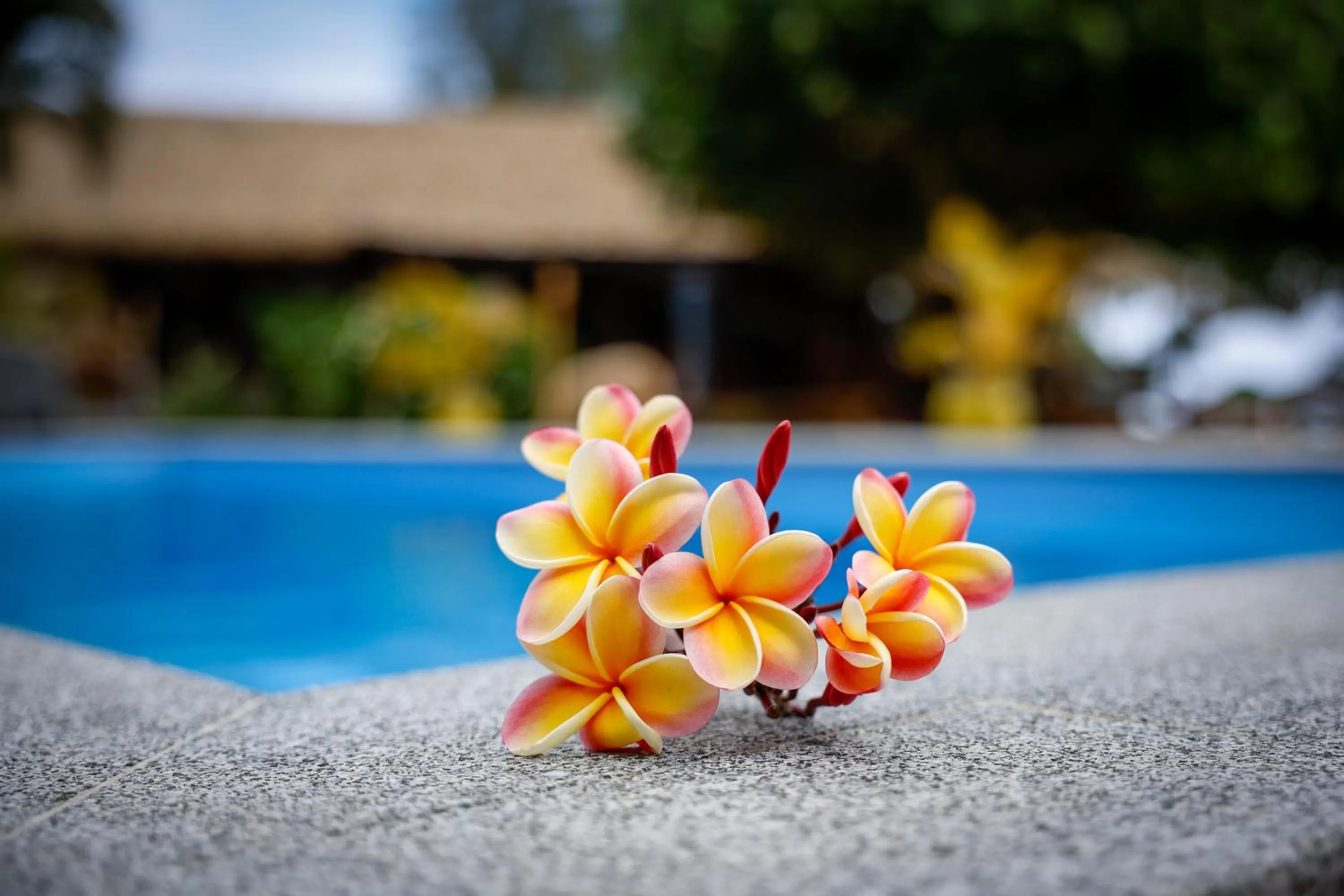 Swimming pool in Aroa Beachside Resort