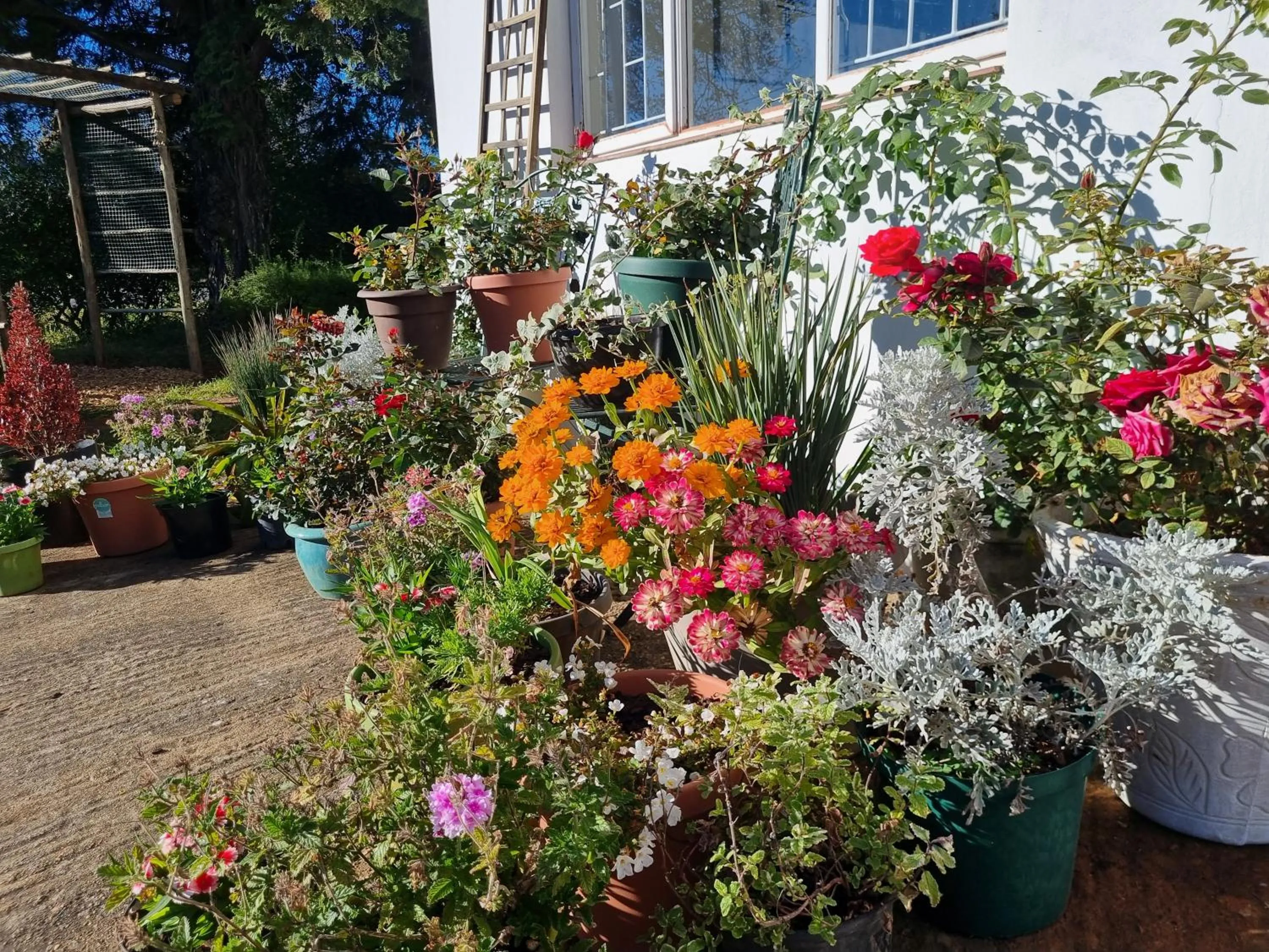 The Cottage on the Corner