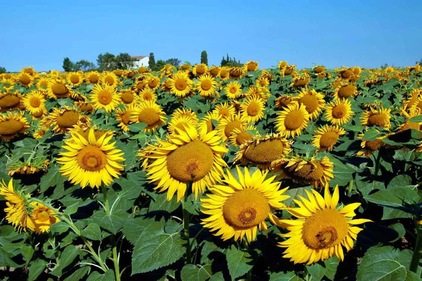 Other in Villa Mazzanta Relais & Hotel