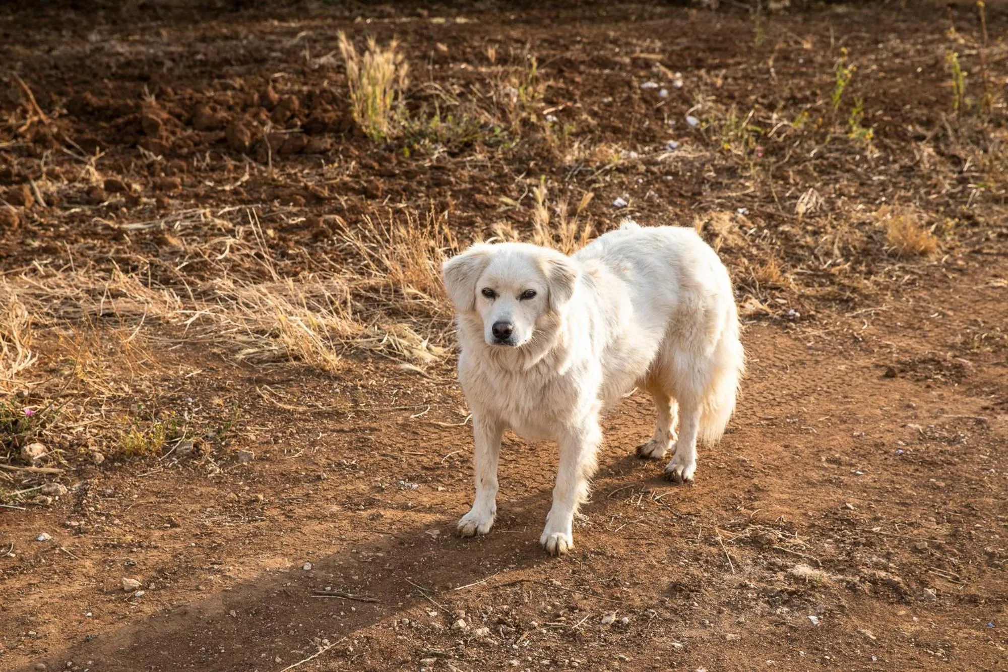 Masseria Baroni Nuovi