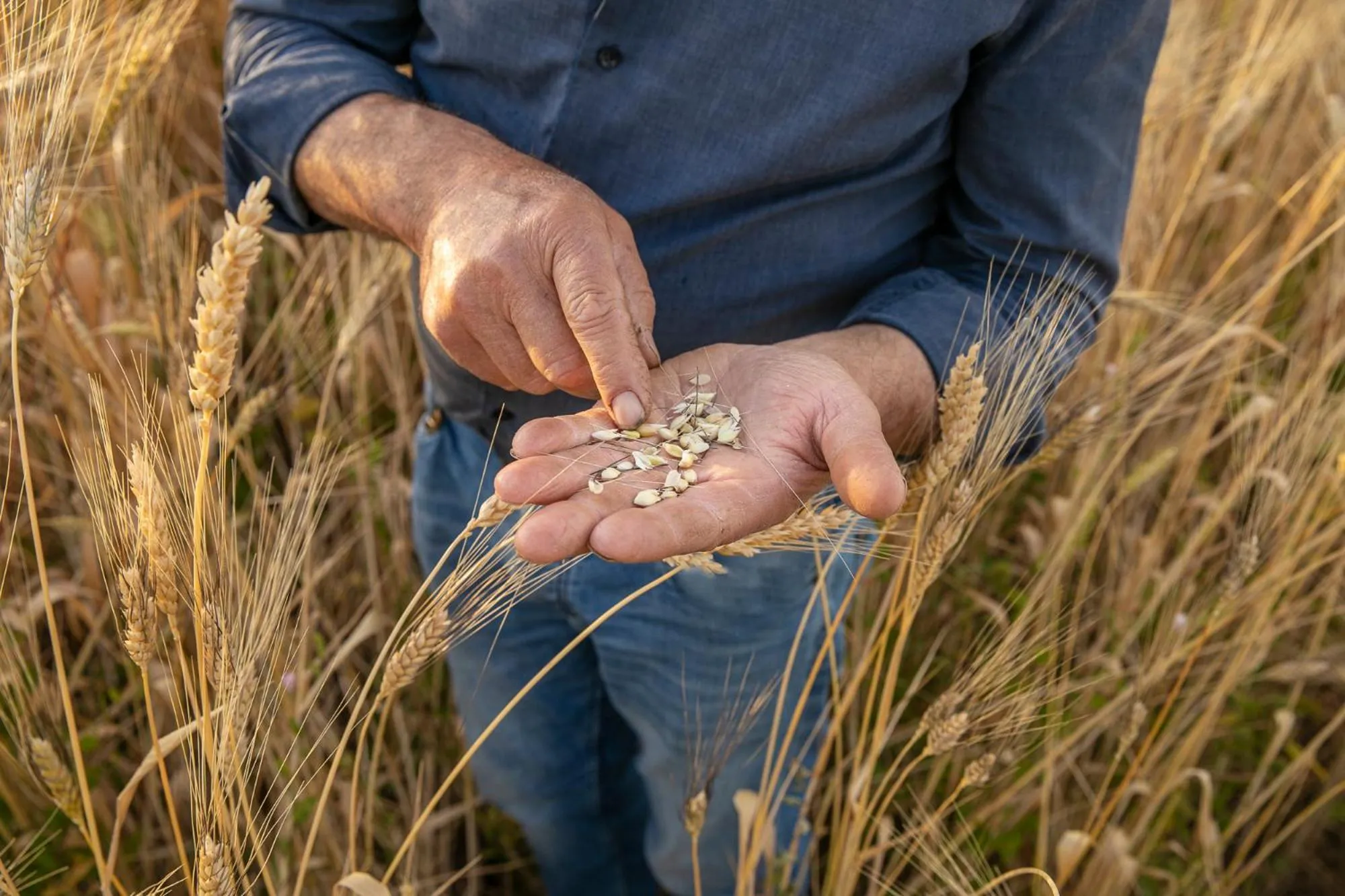 Masseria Baroni Nuovi
