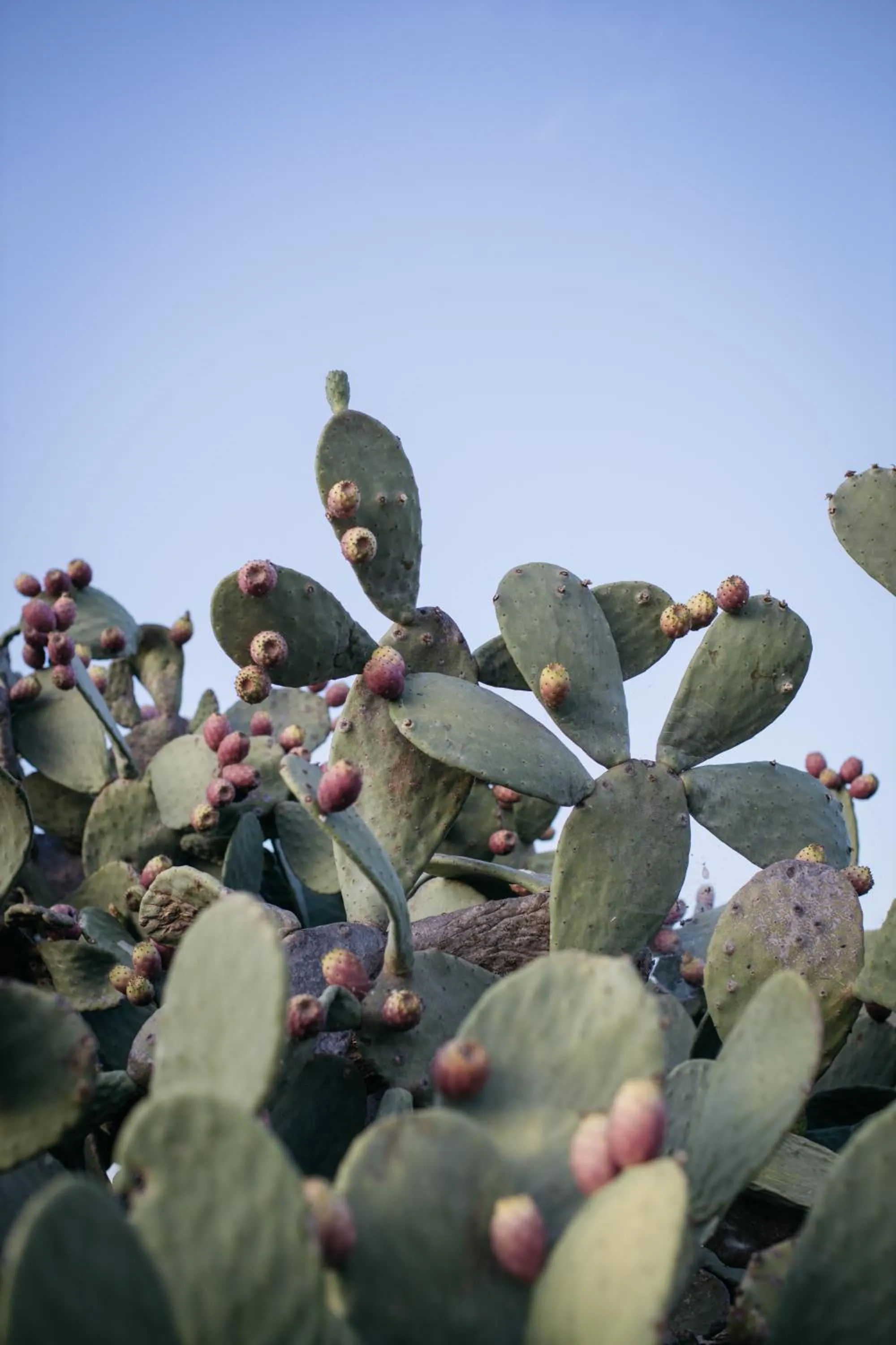 Masseria Baroni Nuovi