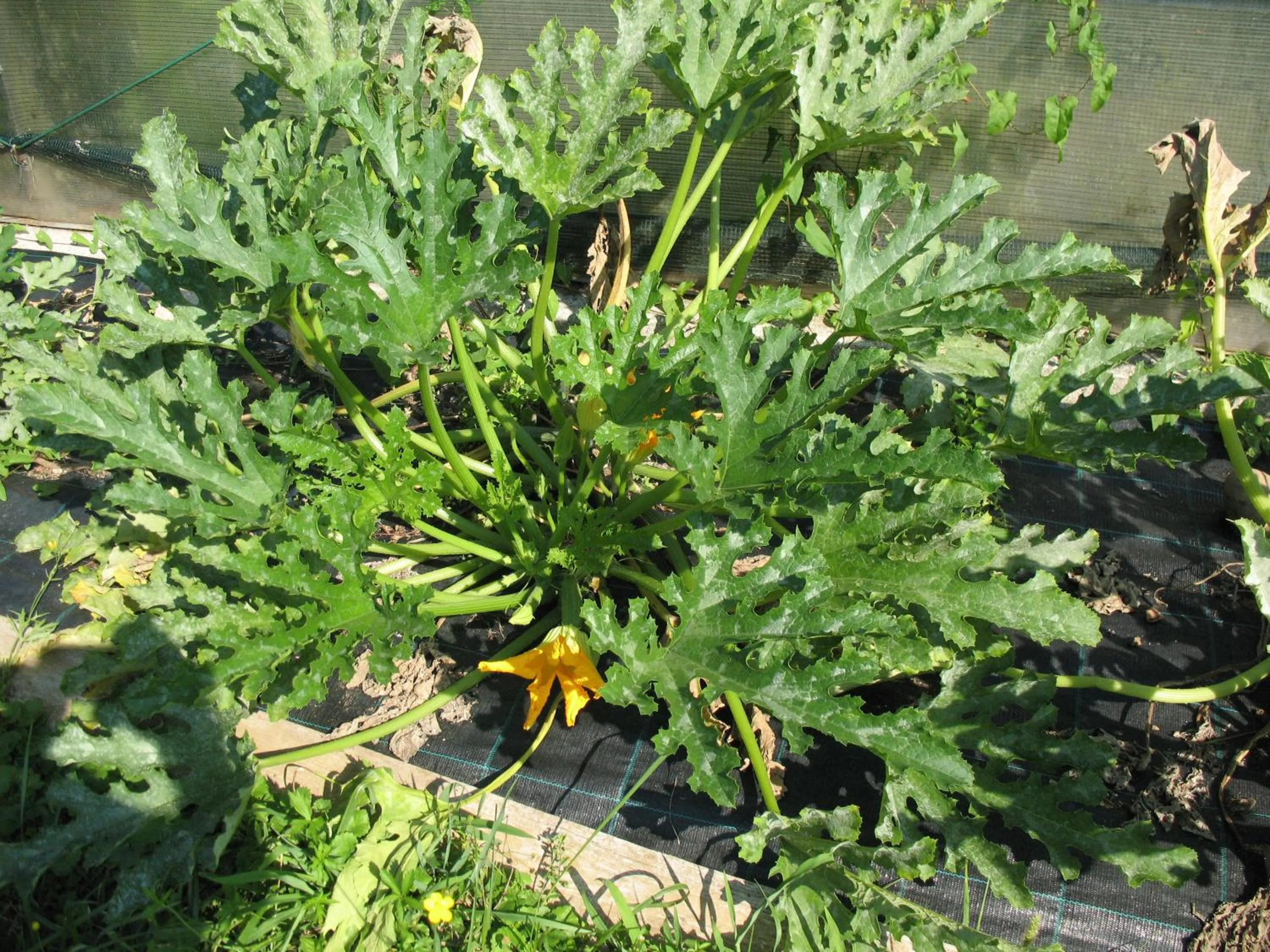 Decorative detail in BioAgriturismo Vegan Campo di Cielo